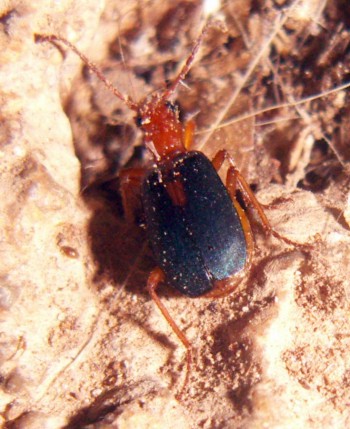 Streaked Bombardier Beetle (Brachinus sclopeta)