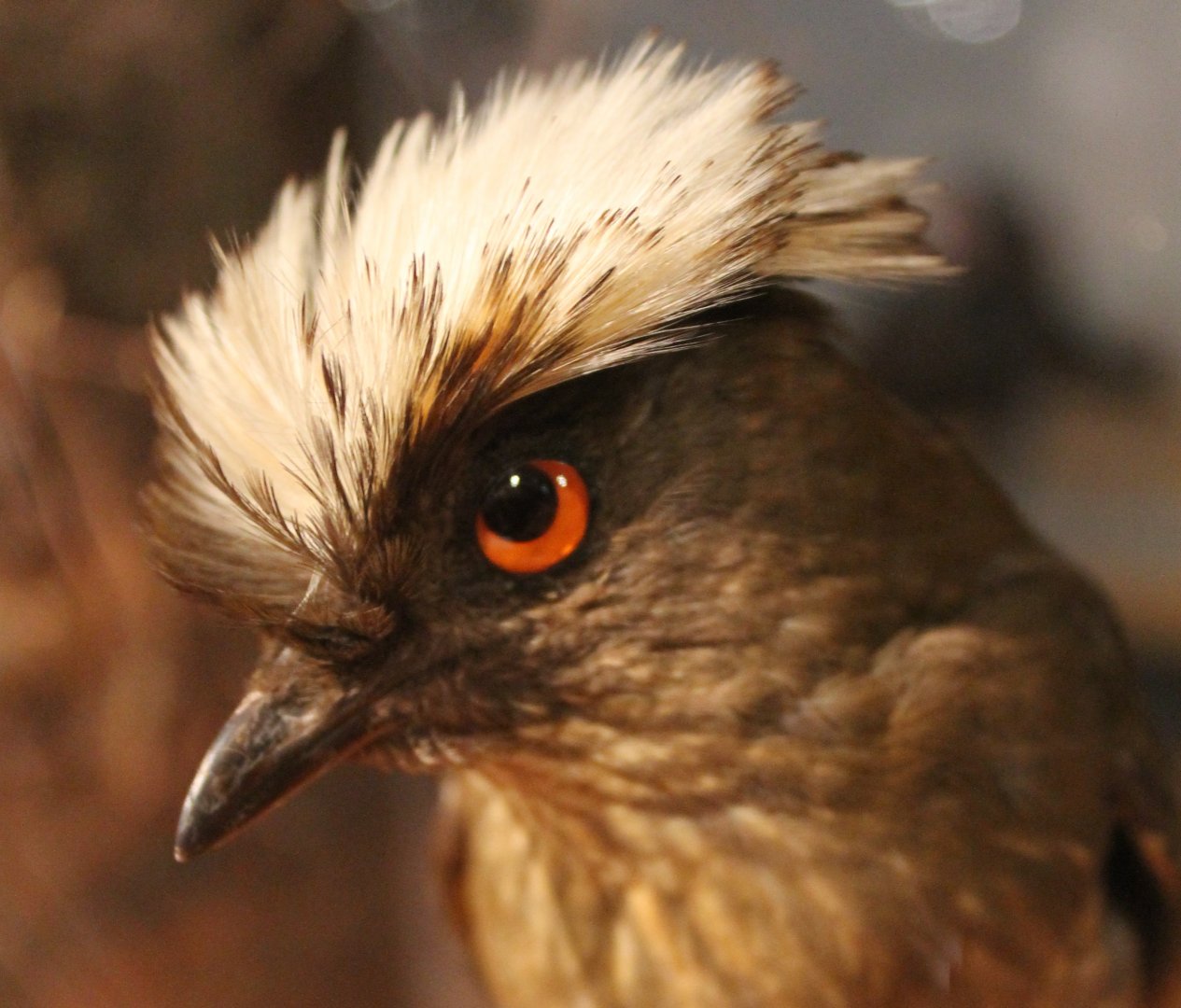 Streaked bowerbird - Amblyornis subalaris