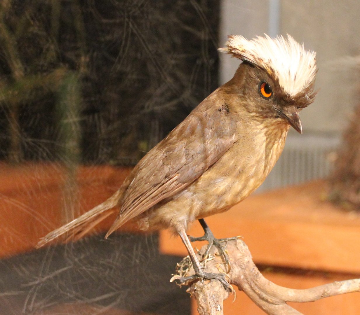 Streaked bowerbird - Amblyornis subalaris