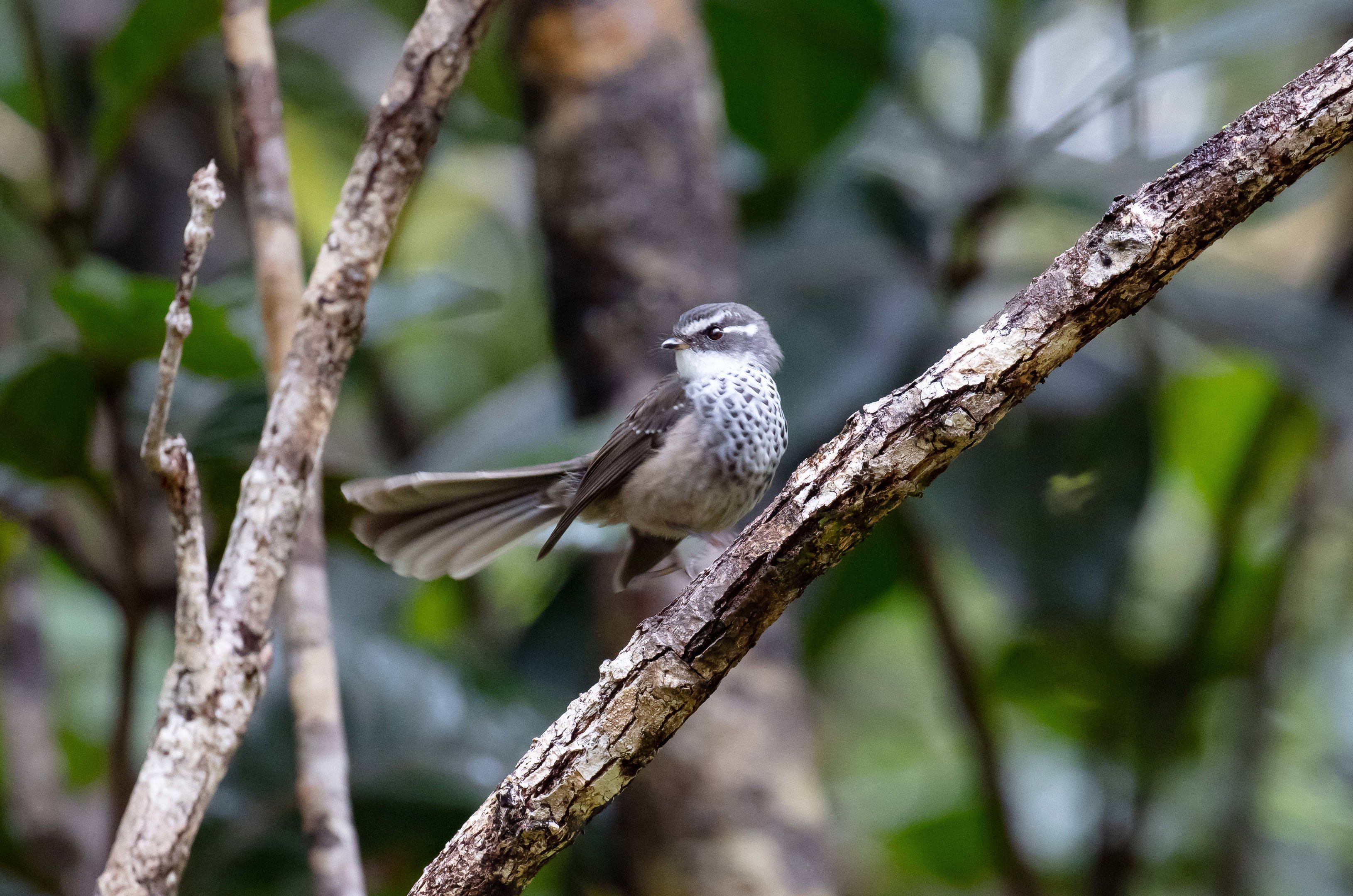 Streaked Fantail