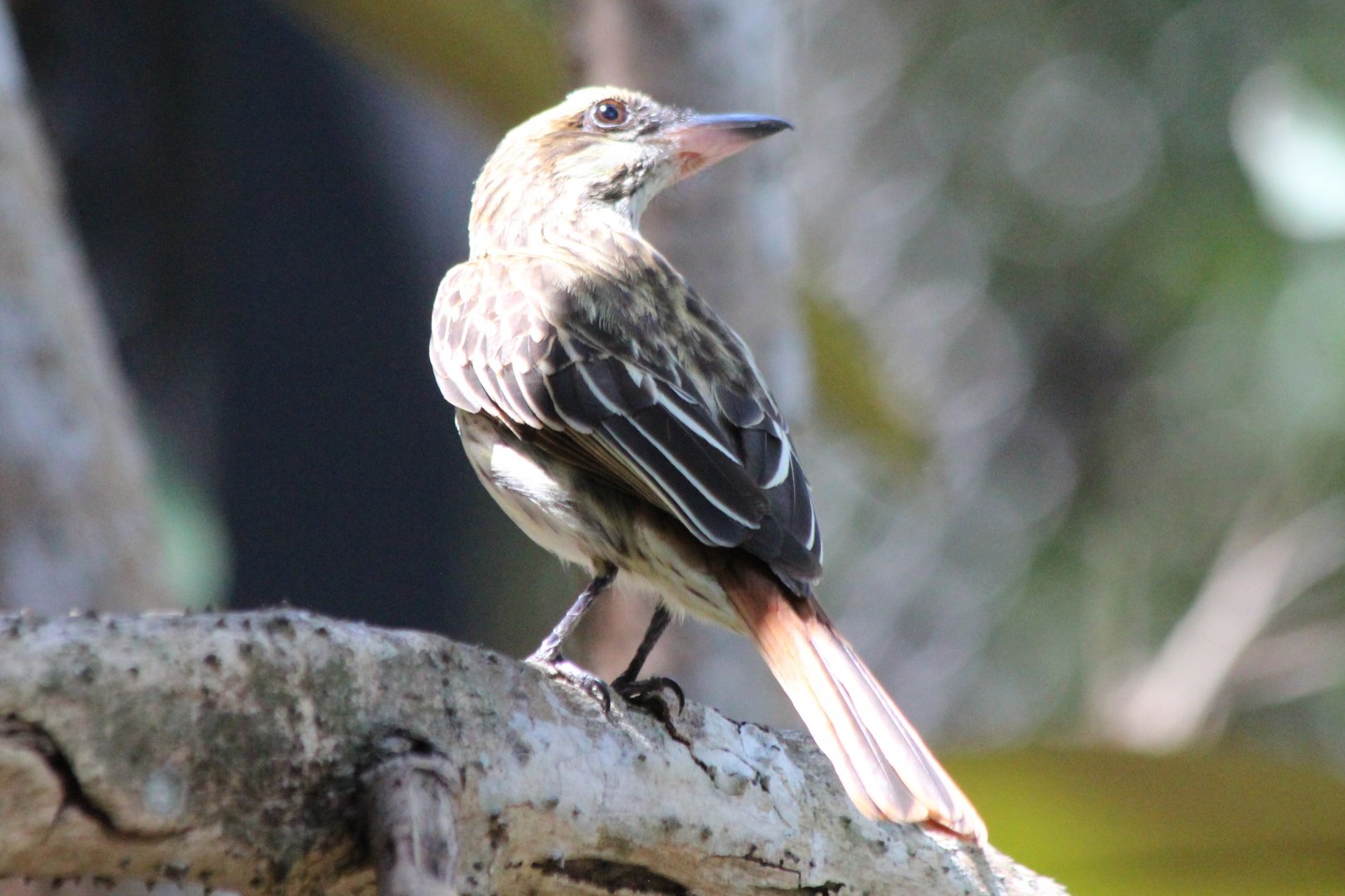 Streaked Flycatcher - Mar 2019