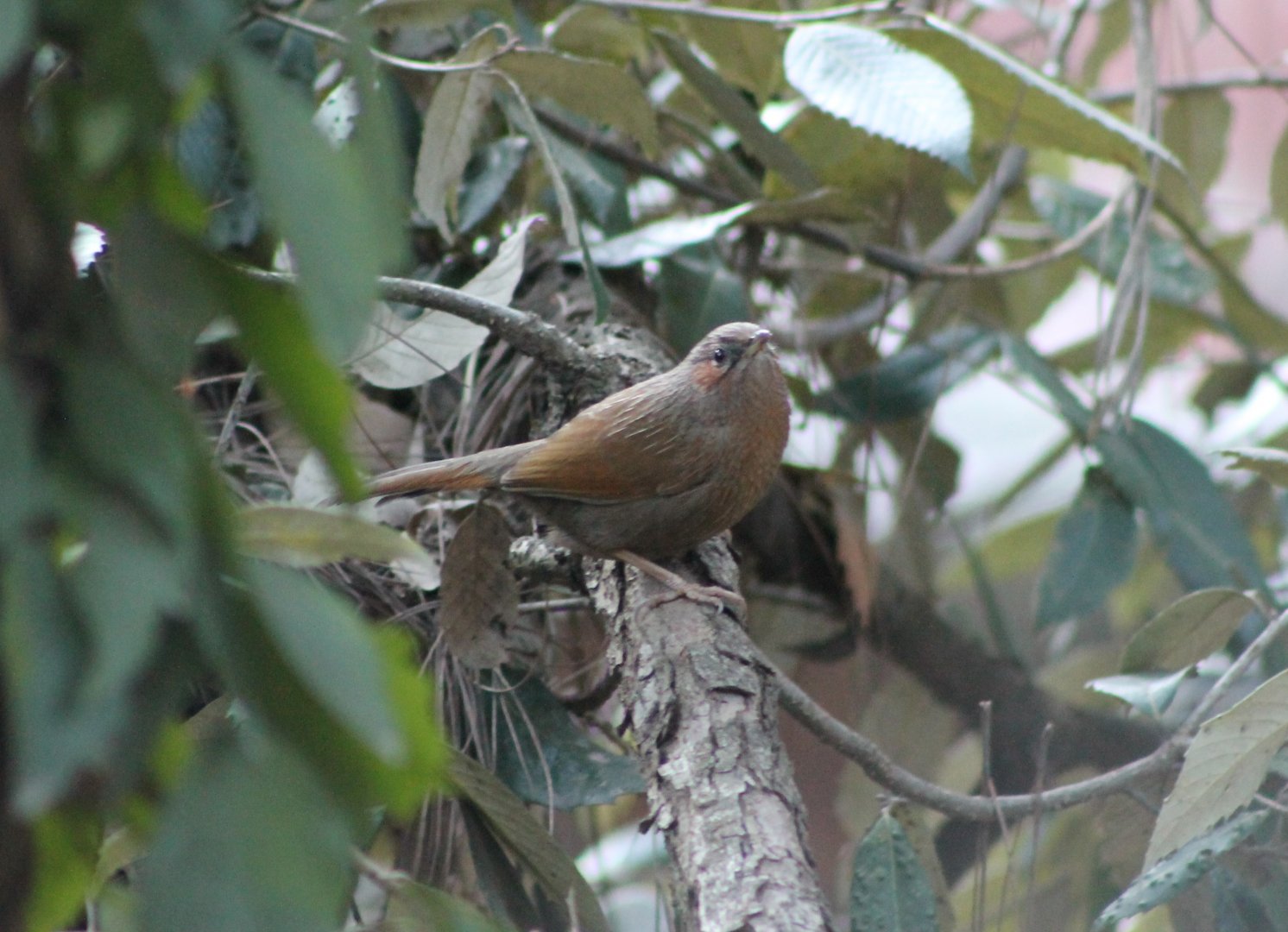 Streaked Laughing Thrush (Garrulax lineatus)