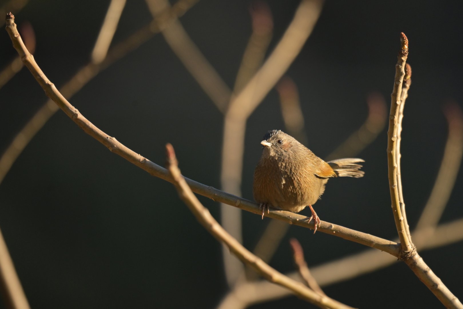 Streaked Laughingthrush Trochalopteron lineatum