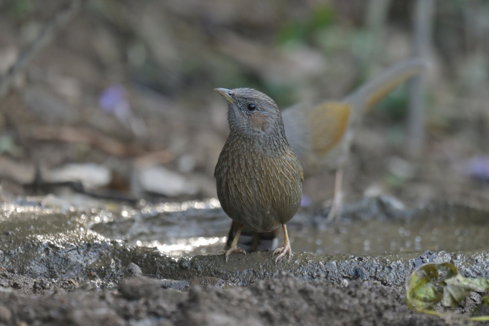 Streaked Laughingthrush Trochalopteron lineatum