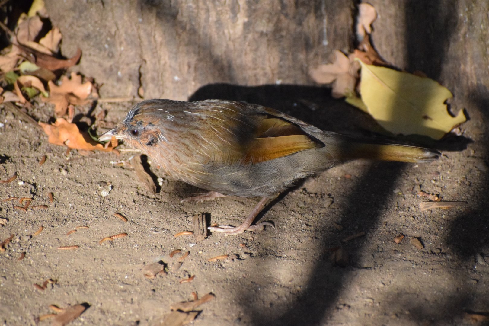 Streaked laughingtrush - Oktober 2021