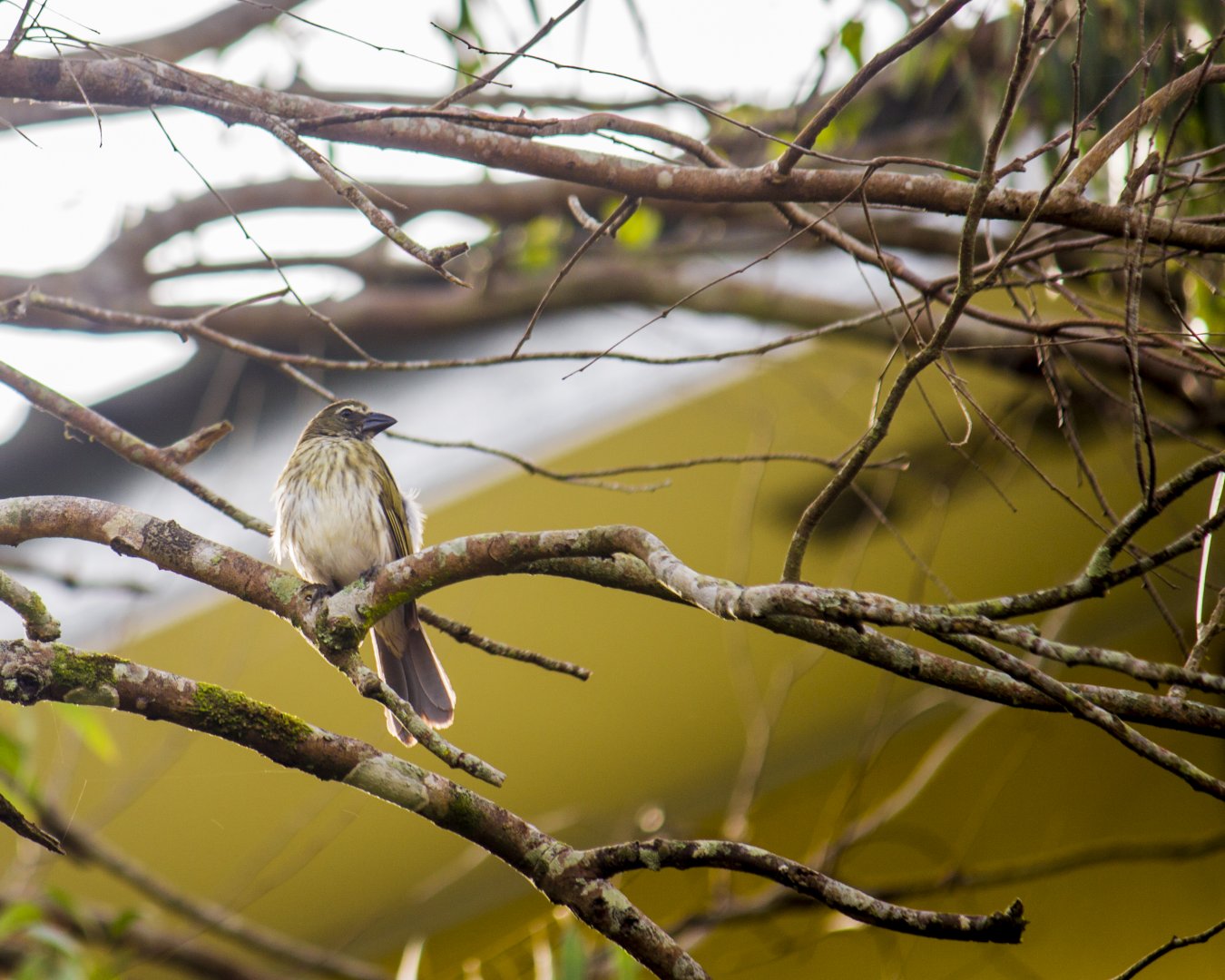 Streaked saltator, Saltator striatipectus