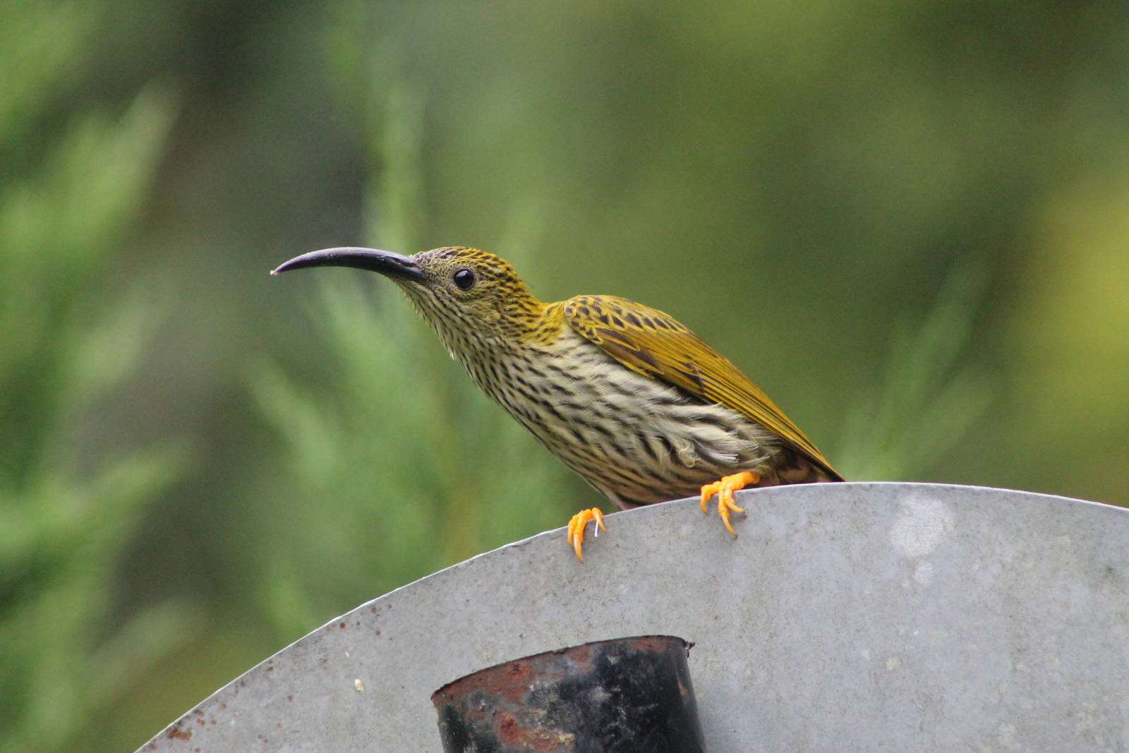 streaked spiderhunter (Arachnothera magna)