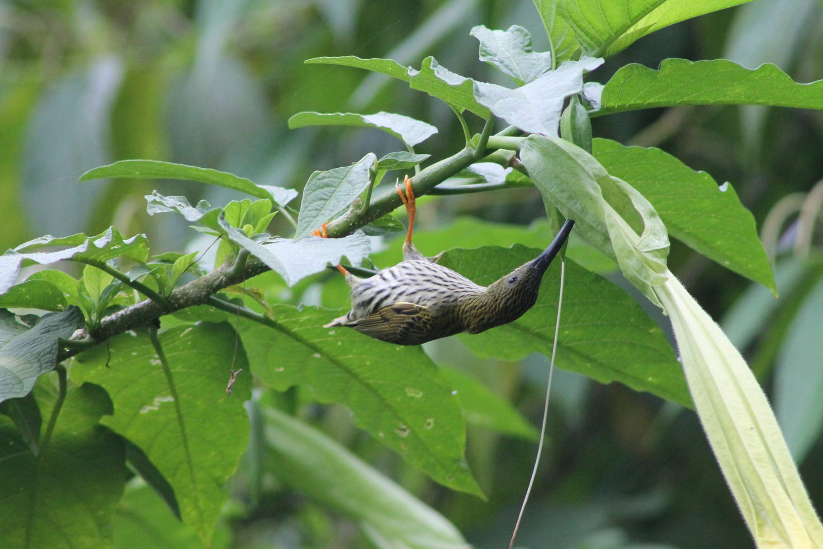streaked spiderhunter (Arachnothera magna)