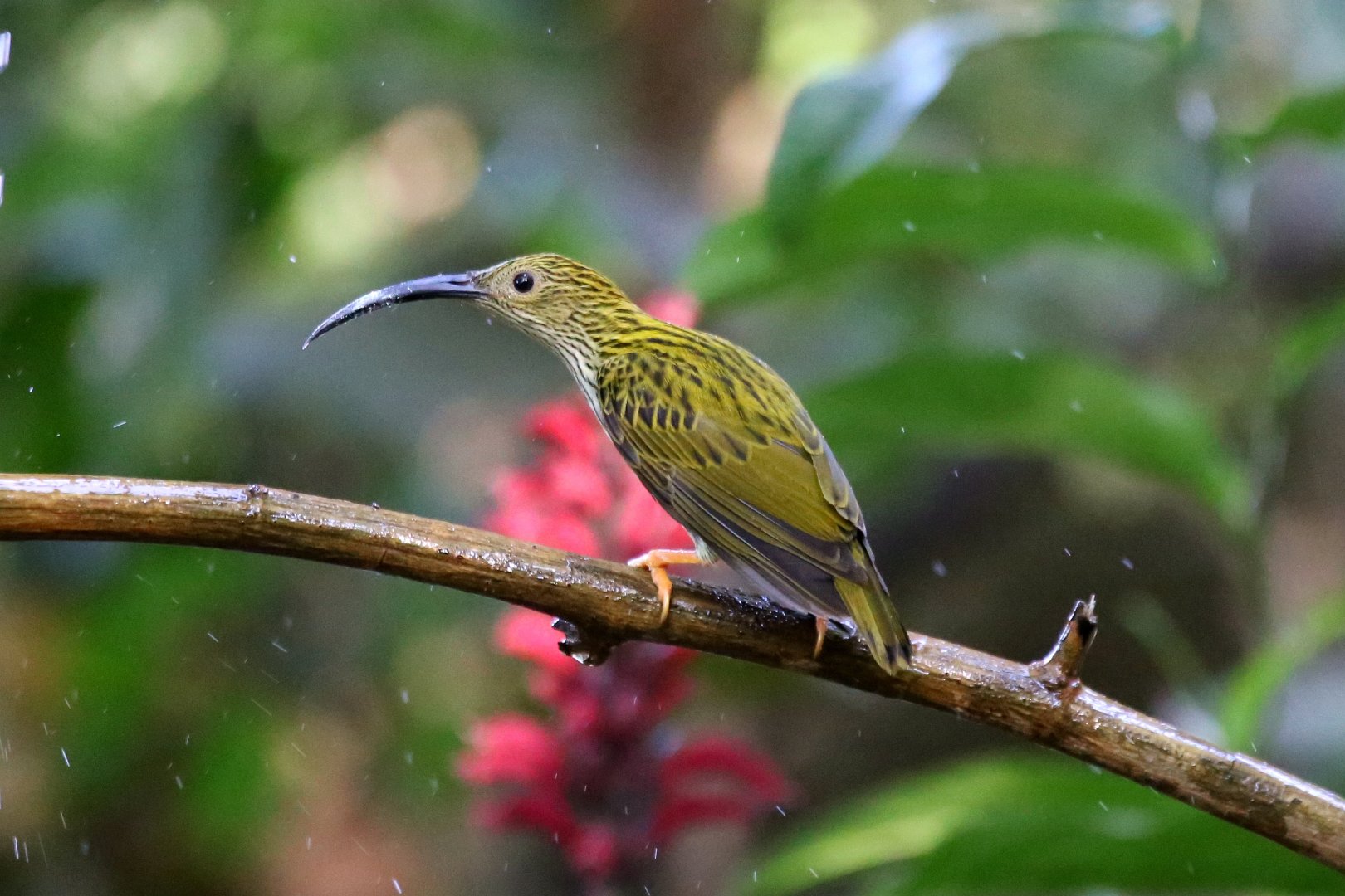 Streaked Spiderhunter (Arachnothera magna)