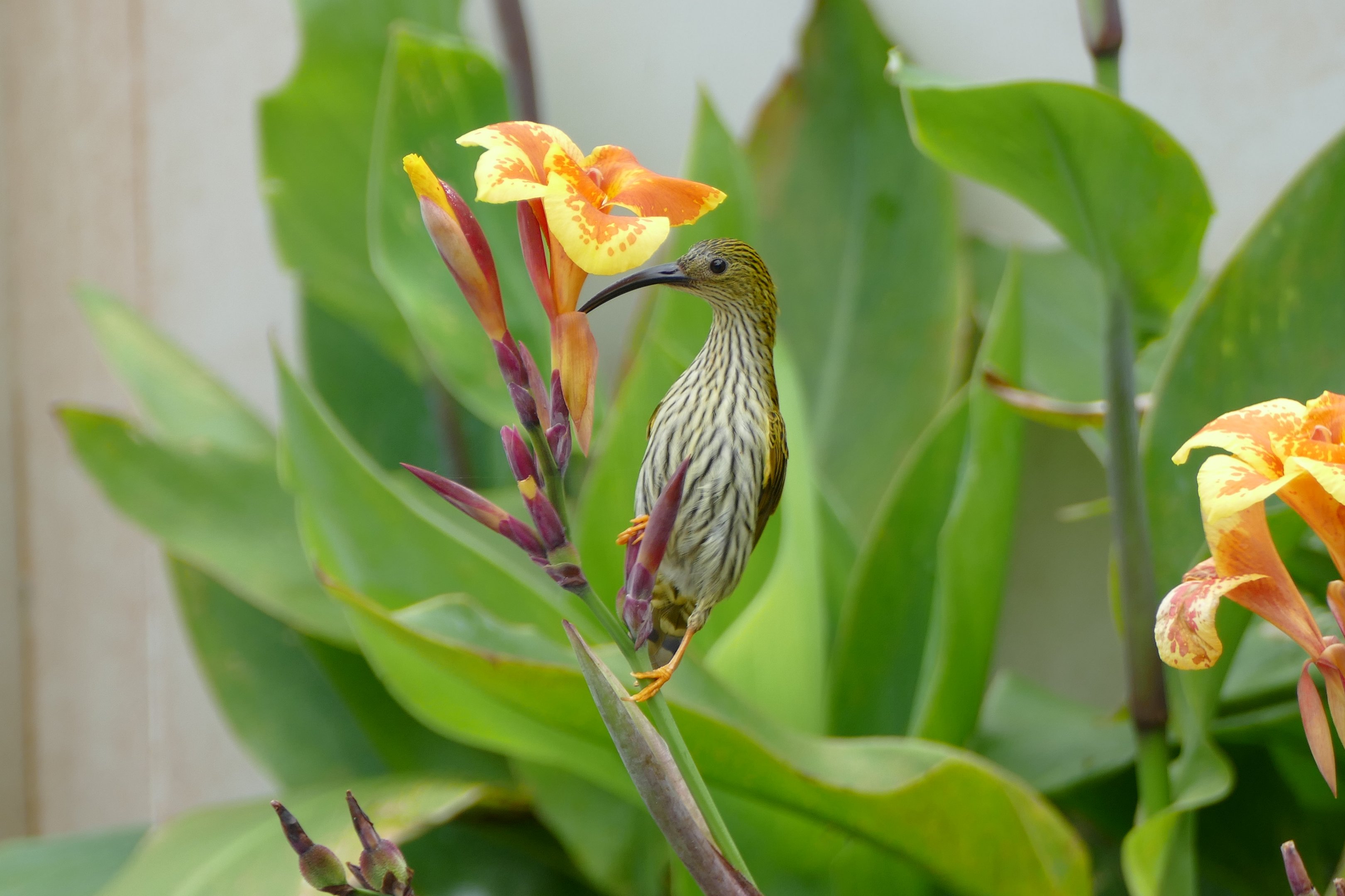 Streaked Spiderhunter - Fraser's Hill