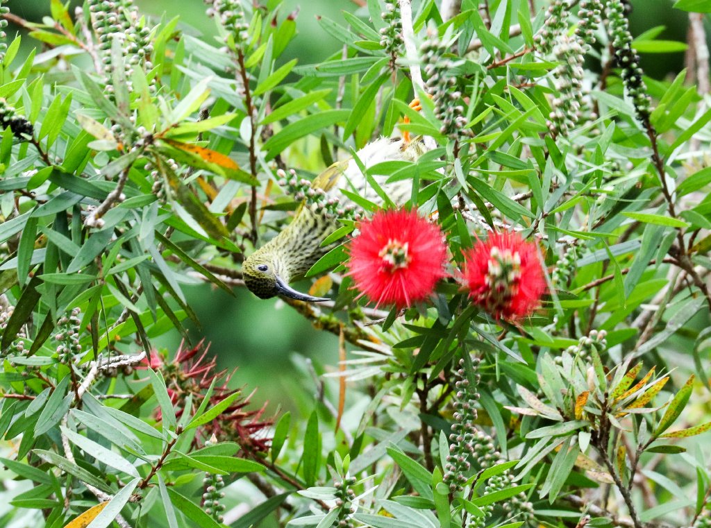 Streaked Spiderhunter