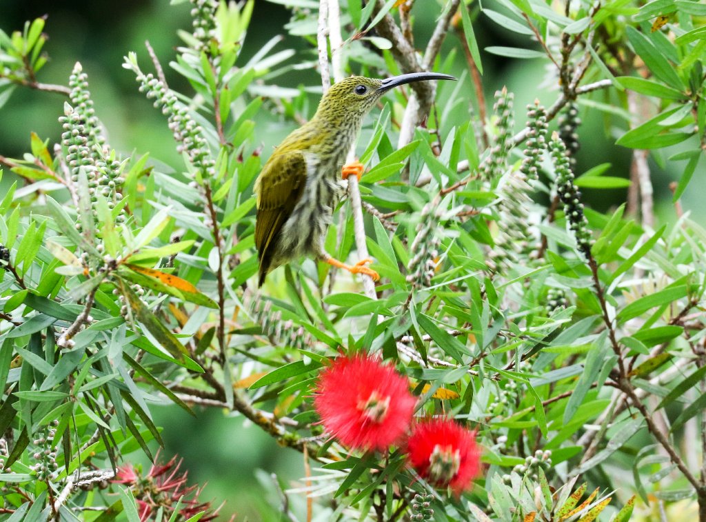 Streaked Spiderhunter