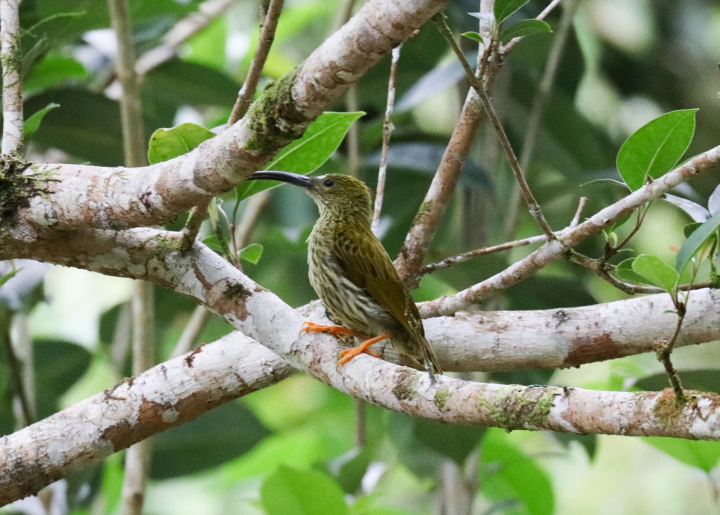 Streaked Spiderhunter
