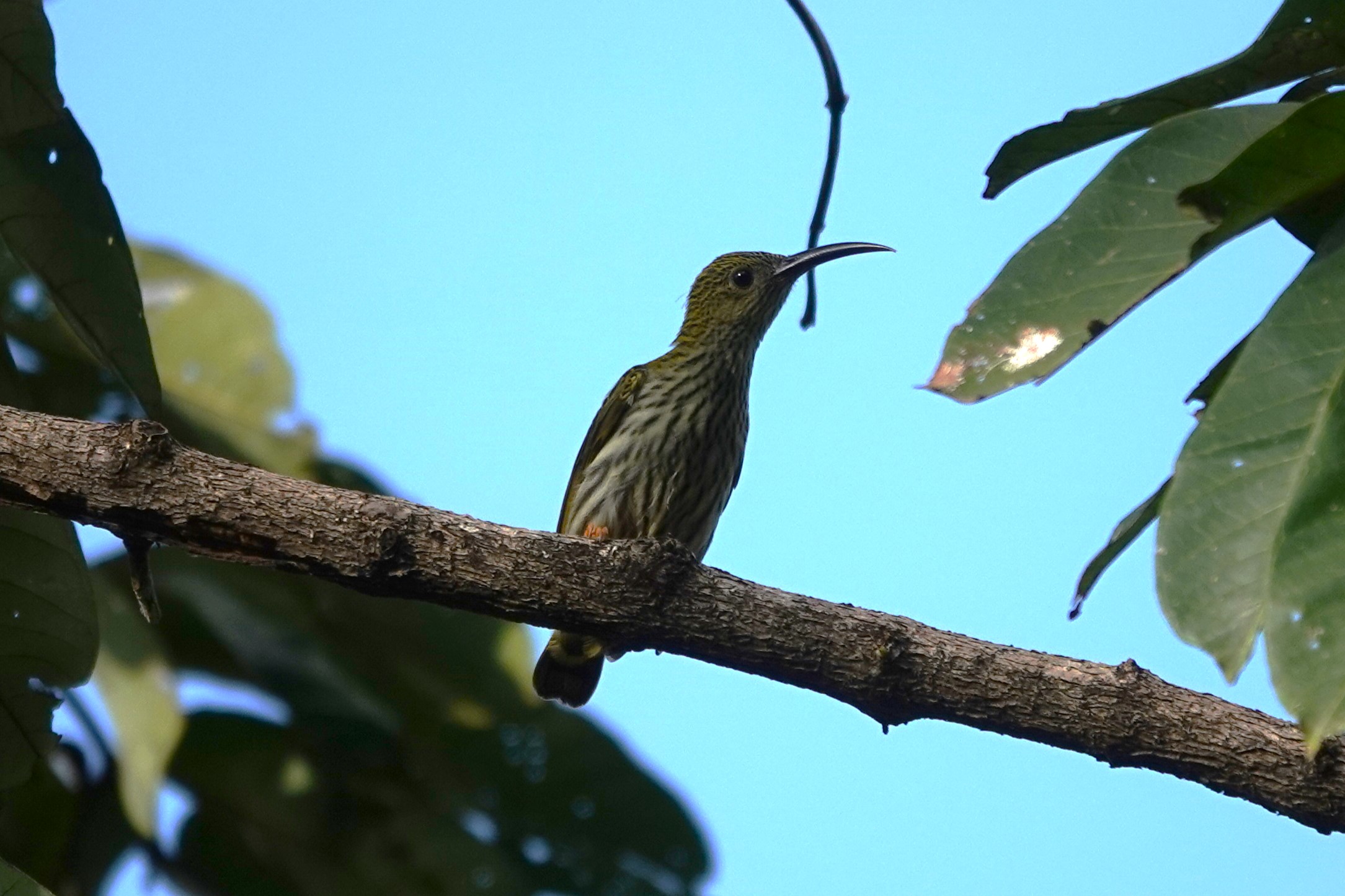 Streaked Spiderhunter