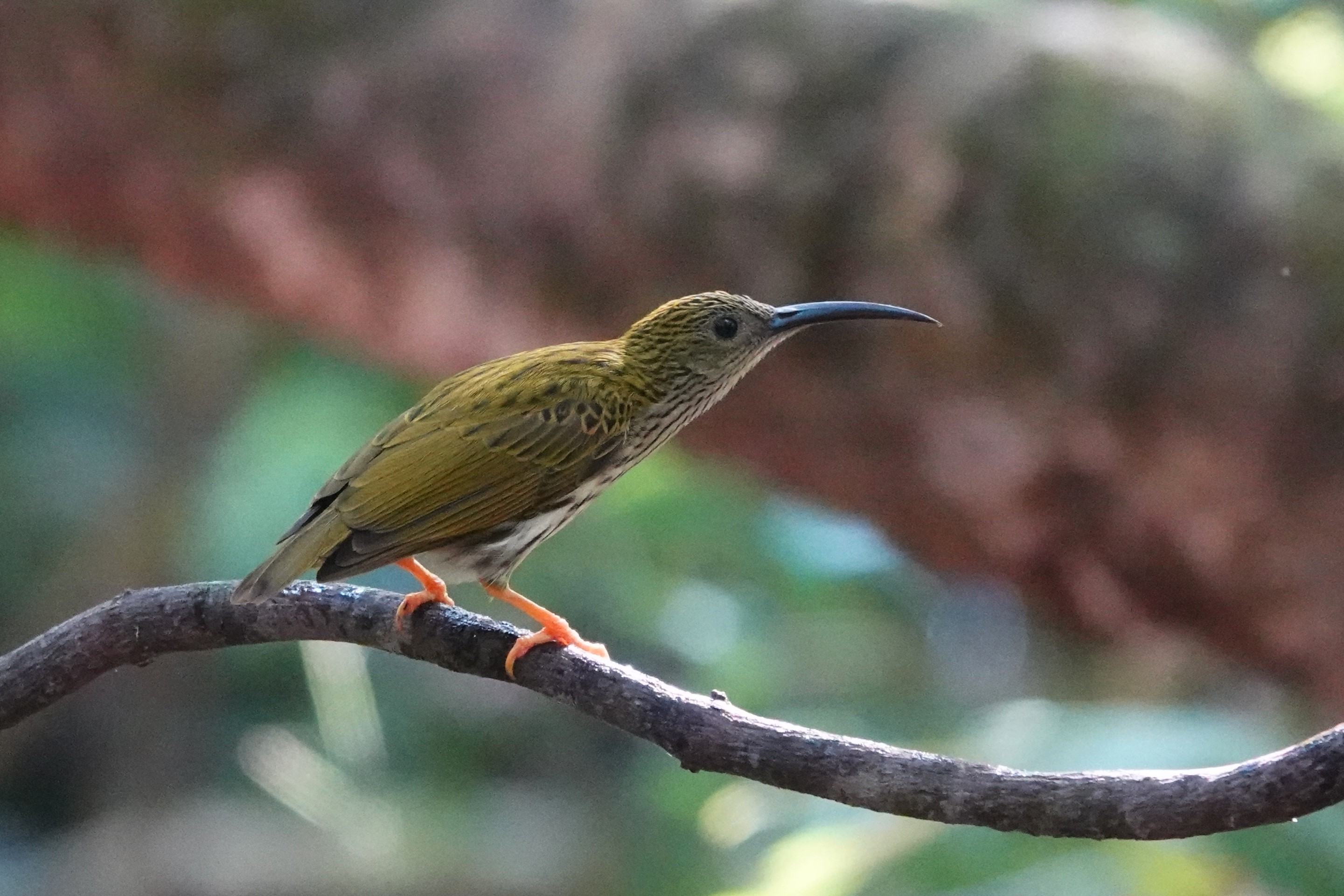 Streaked Spiderhunter