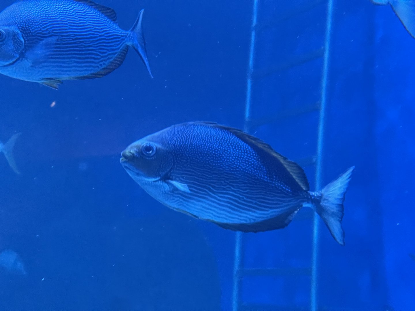 streaked spinefoot (siganus javus) (1)