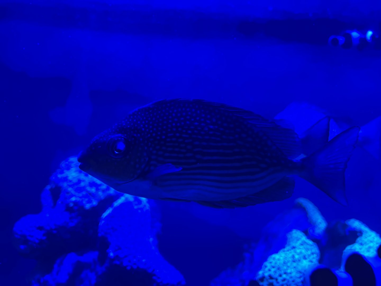 streaked spinefoot (siganus javus) (1)