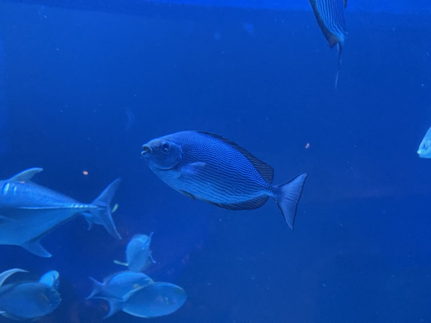 streaked spinefoot (siganus javus) (2)