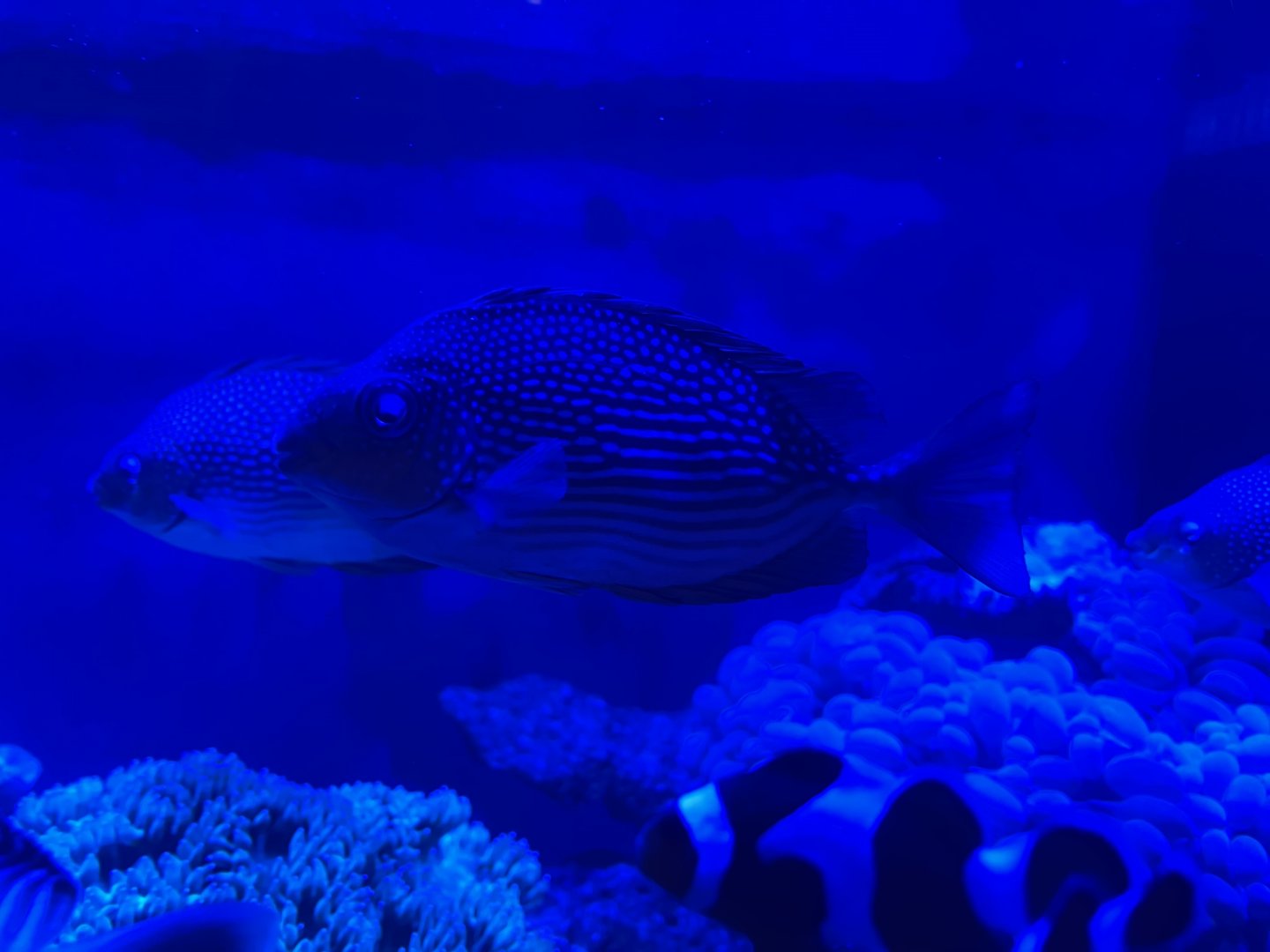 streaked spinefoot (siganus javus) (2)