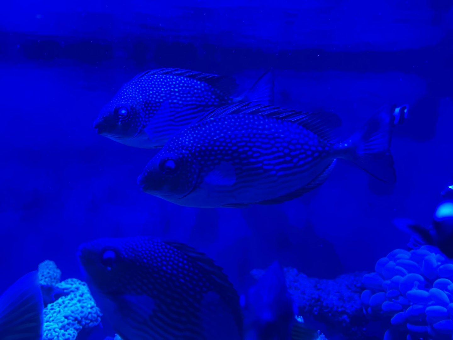 streaked spinefoot (siganus javus) (3)