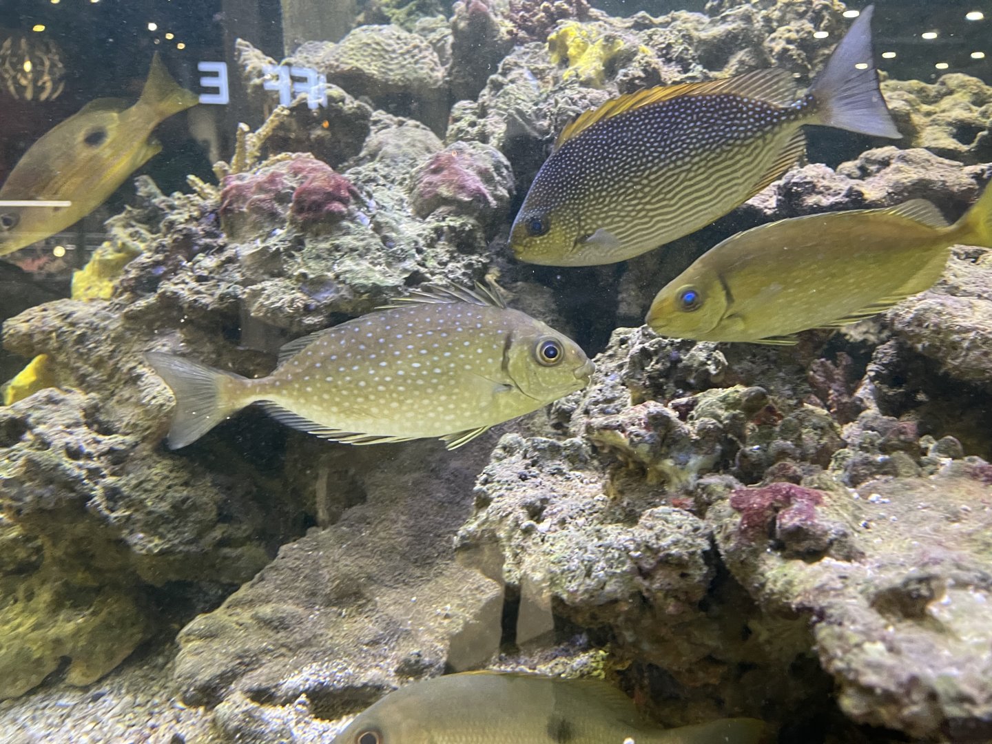 streaked spinefoot (siganus javus) & pinspotted spinefoot (siganus fuscescens)