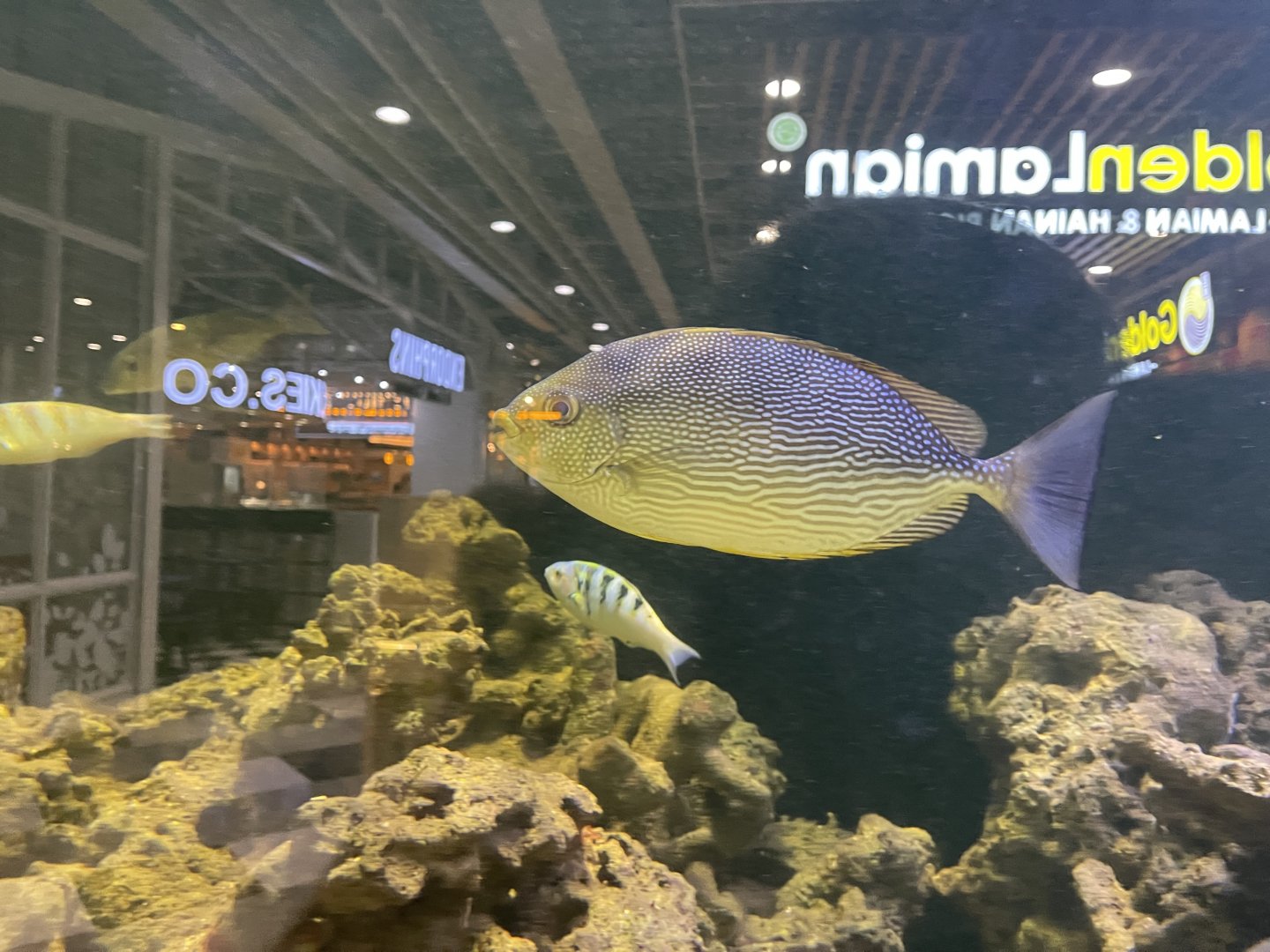 streaked spinefoot (siganus javus)