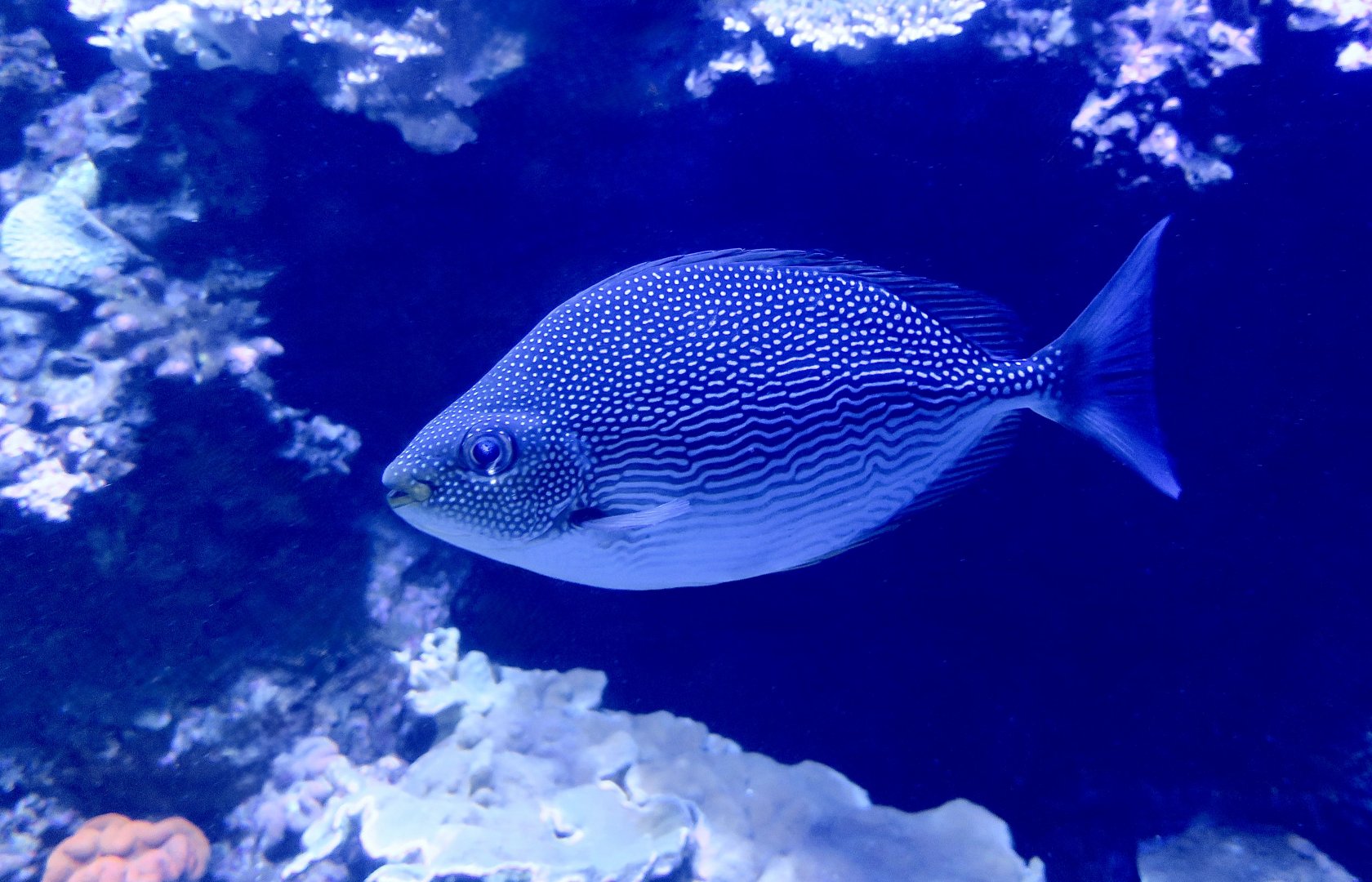 Streaked Spinefoot ((Siganus javus)