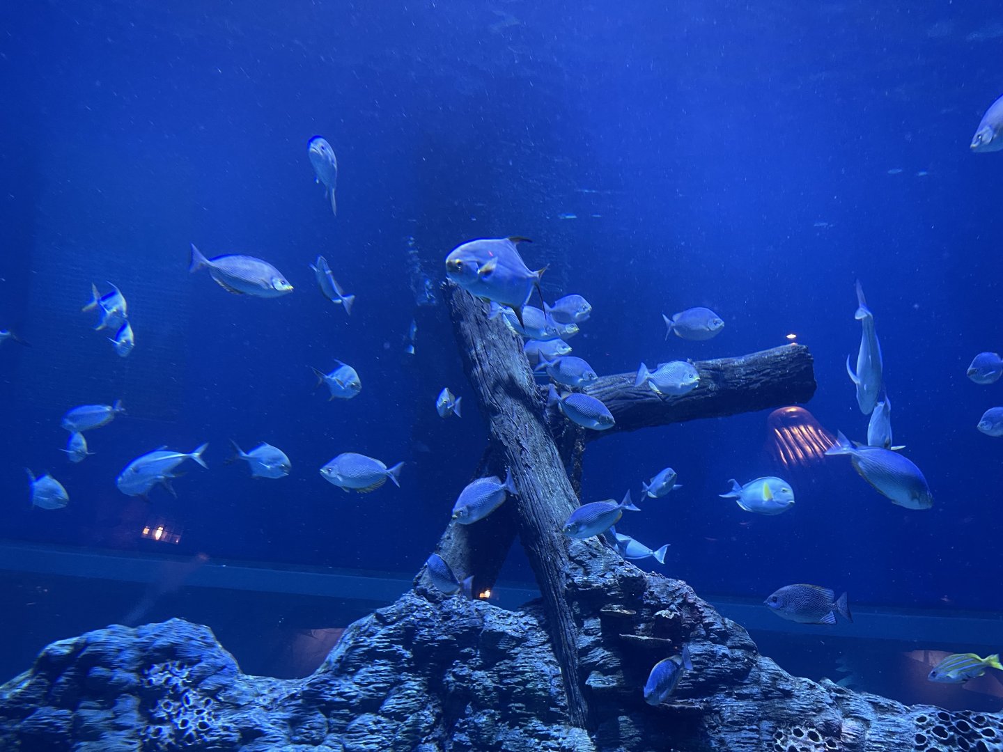 streaked spinefoots (siganus javus) - BX Sea