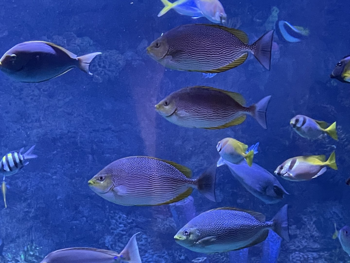 streaked spinefoots (siganus javus) (raja ampat exhibit) - BX Sea