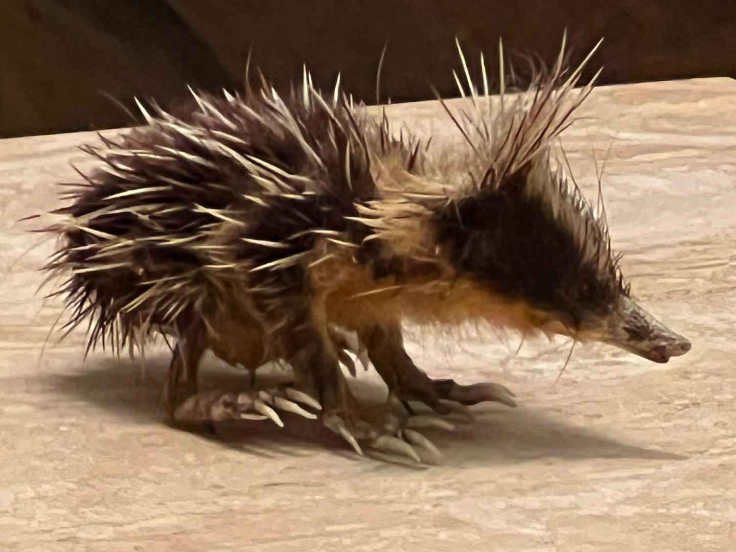 Streaked Tenrec