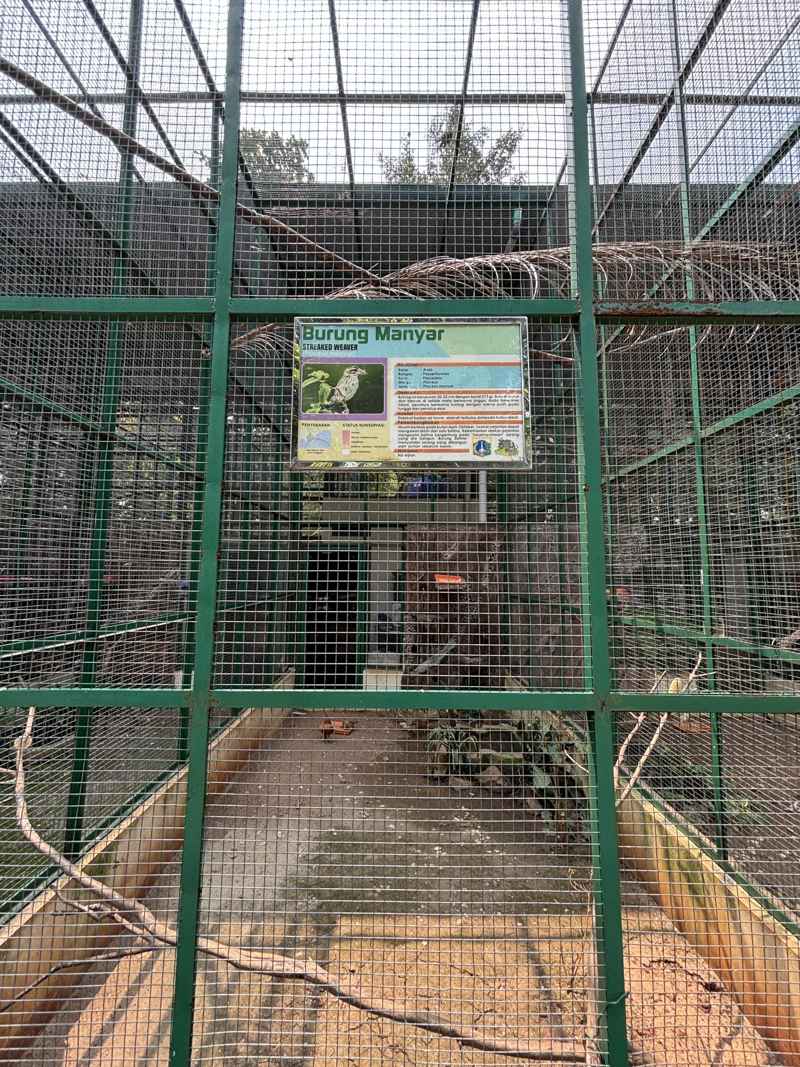Streaked Weaver Aviary