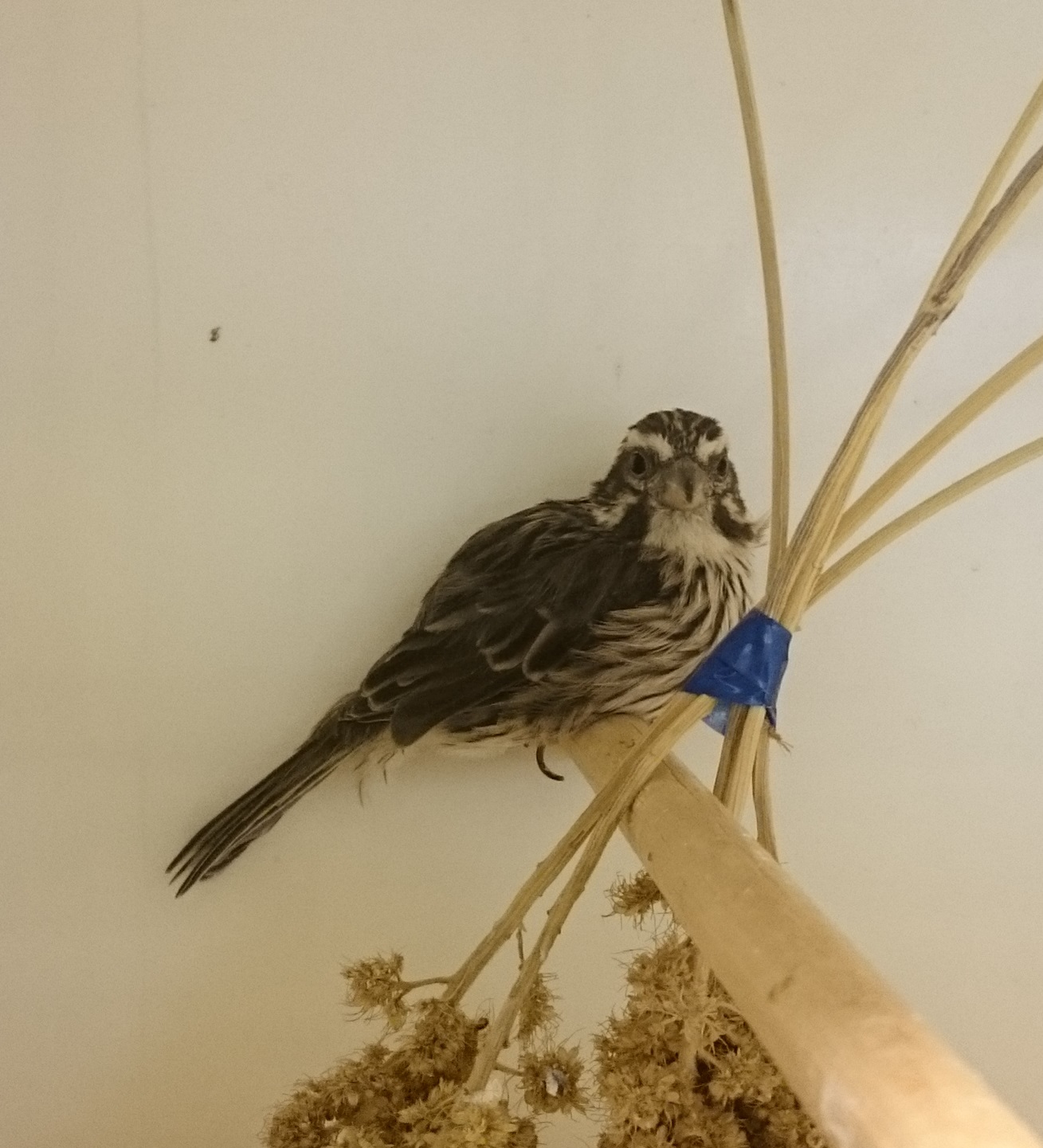 Streaky seedeater