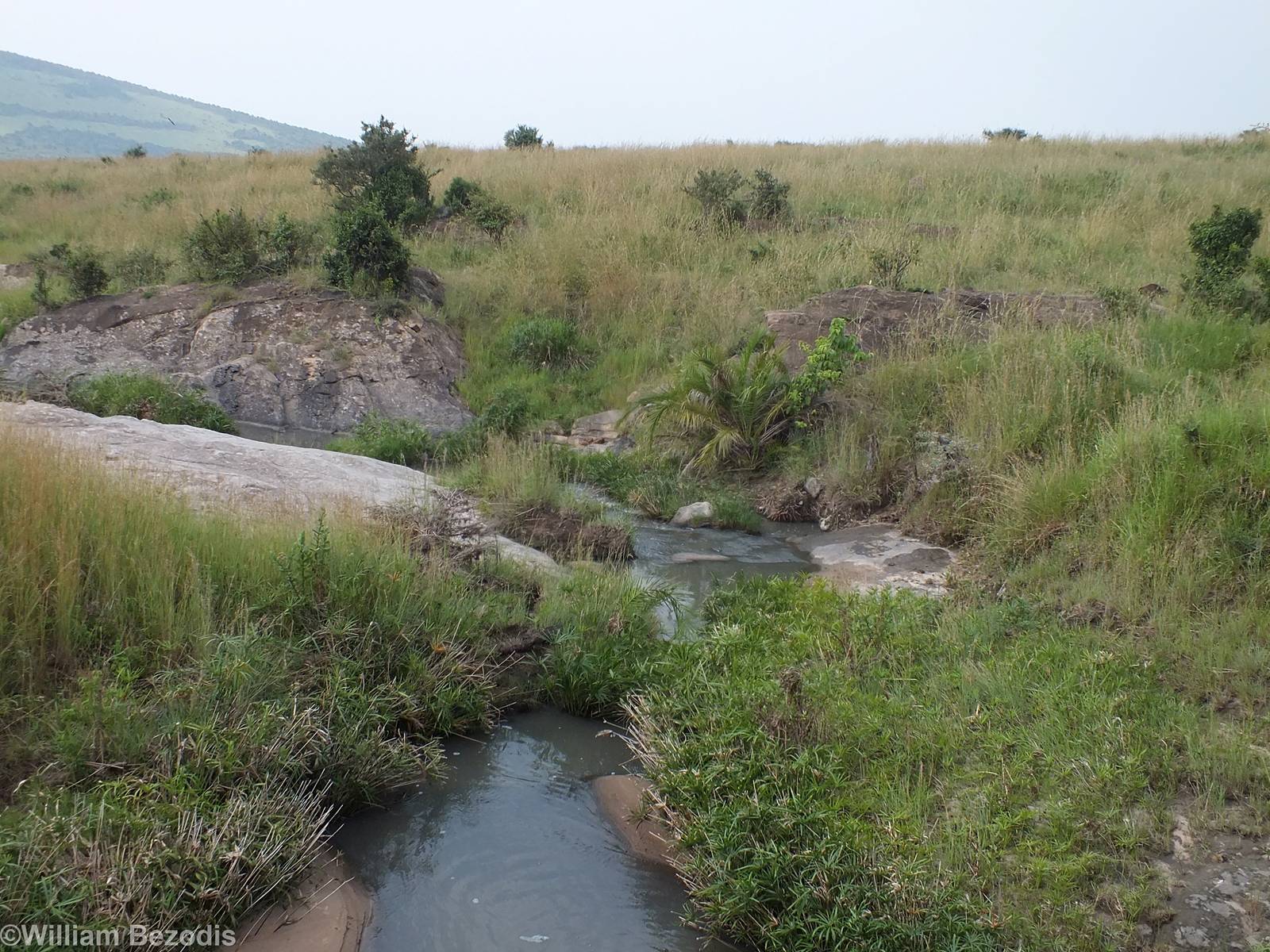 Stream Area - Maasai Mara