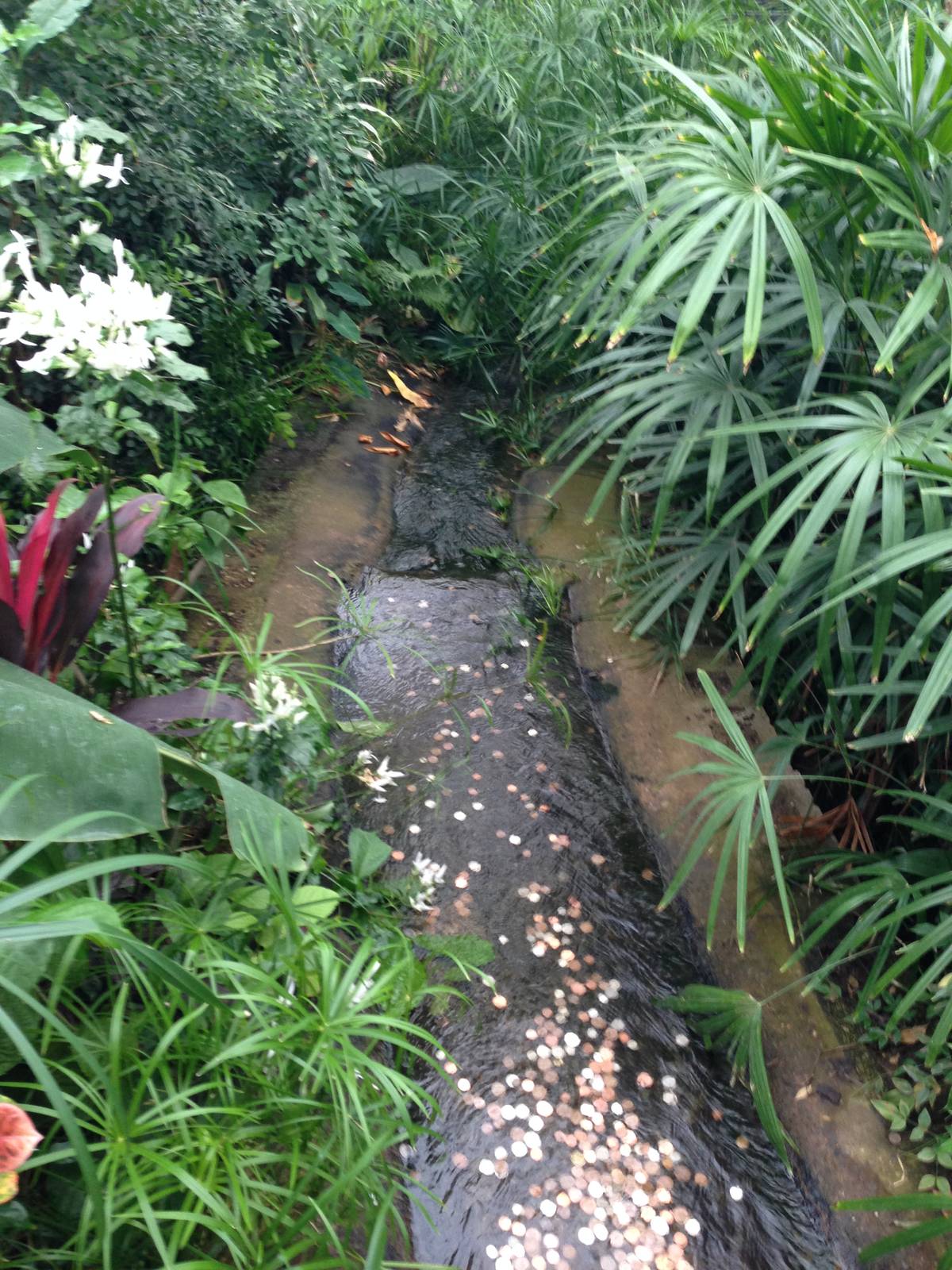 Stream at Tropical World - 02/10/2013