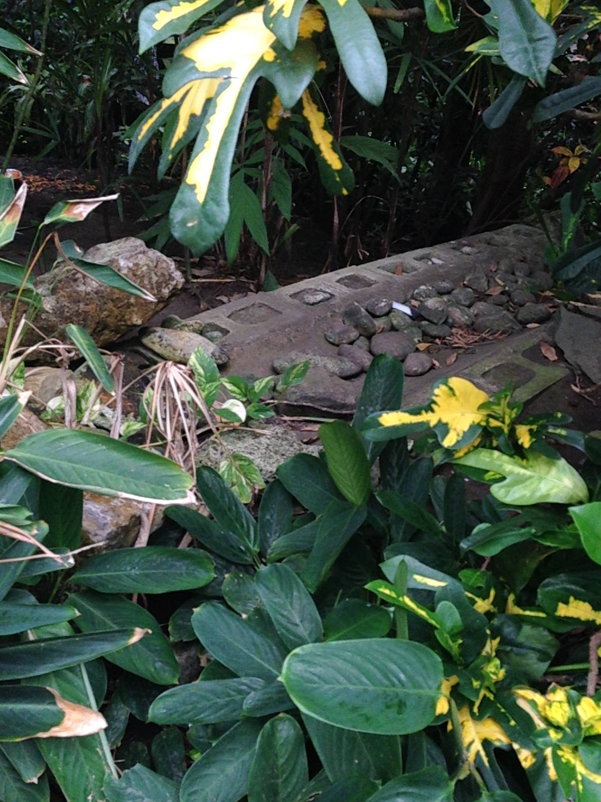 Stream at Tropical World - 02/10/2013