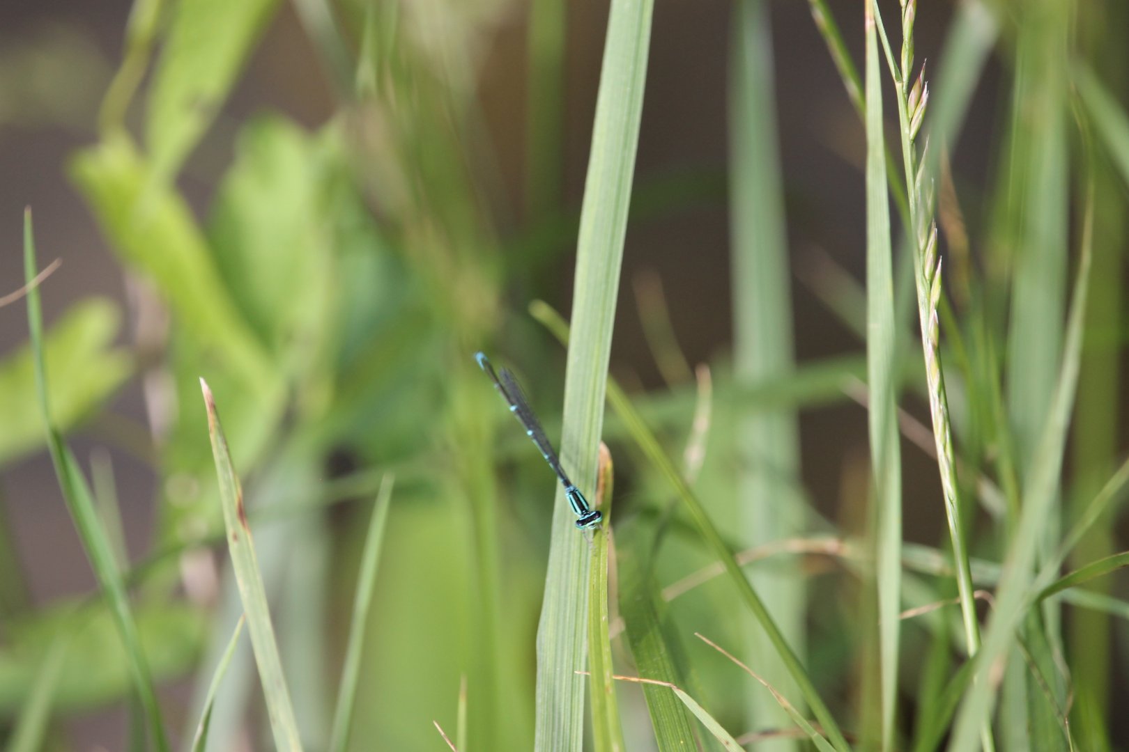 Stream bluet (Enallagma exsulans)