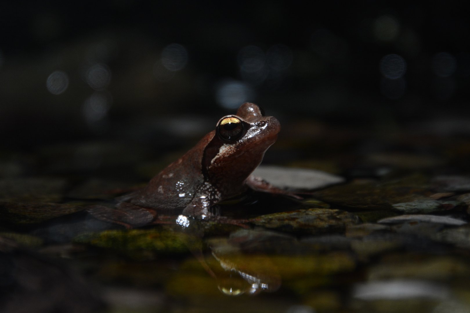 Stream brown frog (Rana sakuraii)