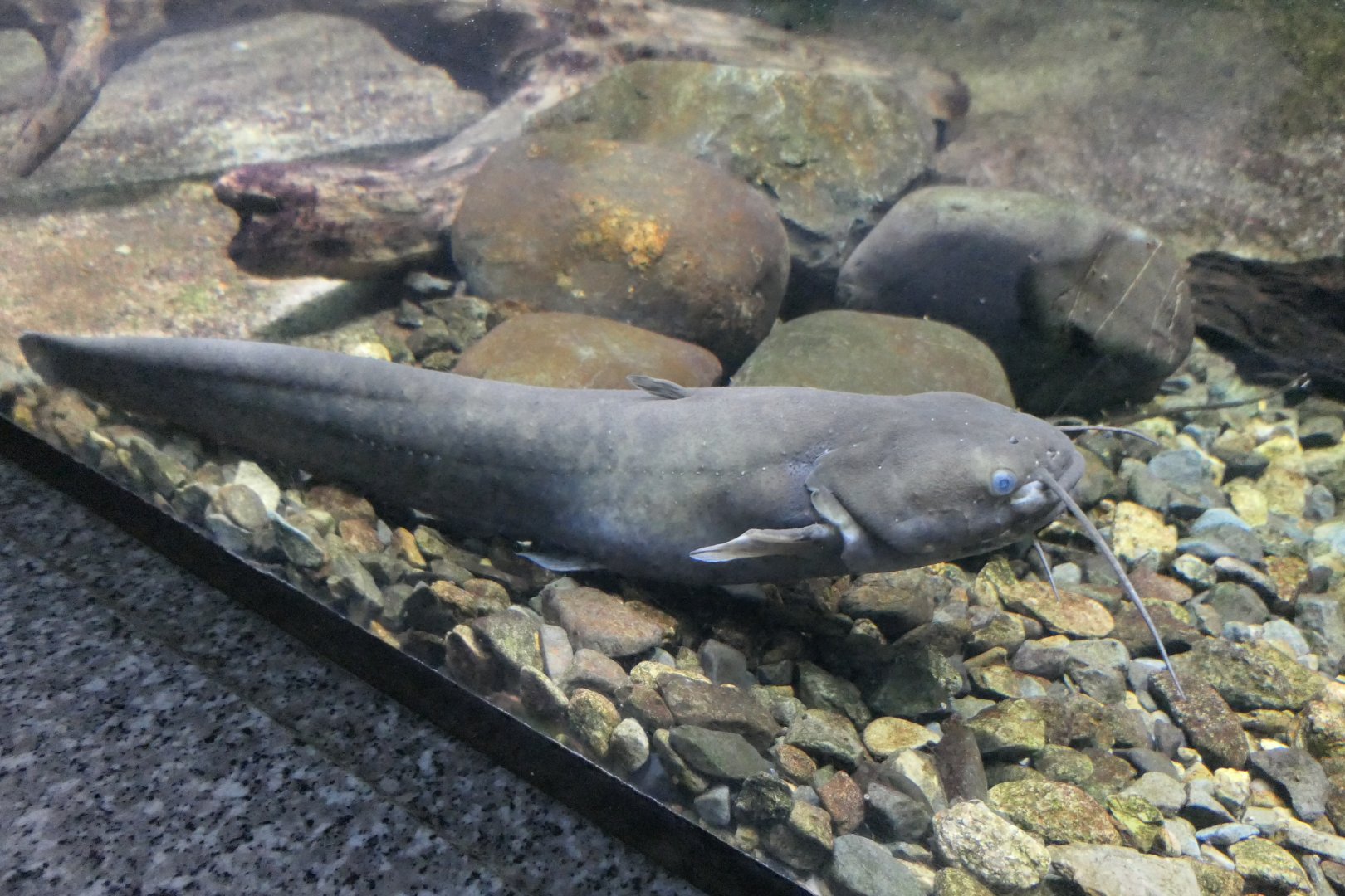 Stream Catfish (Silurus tomodai) - Lake Biwa Museum