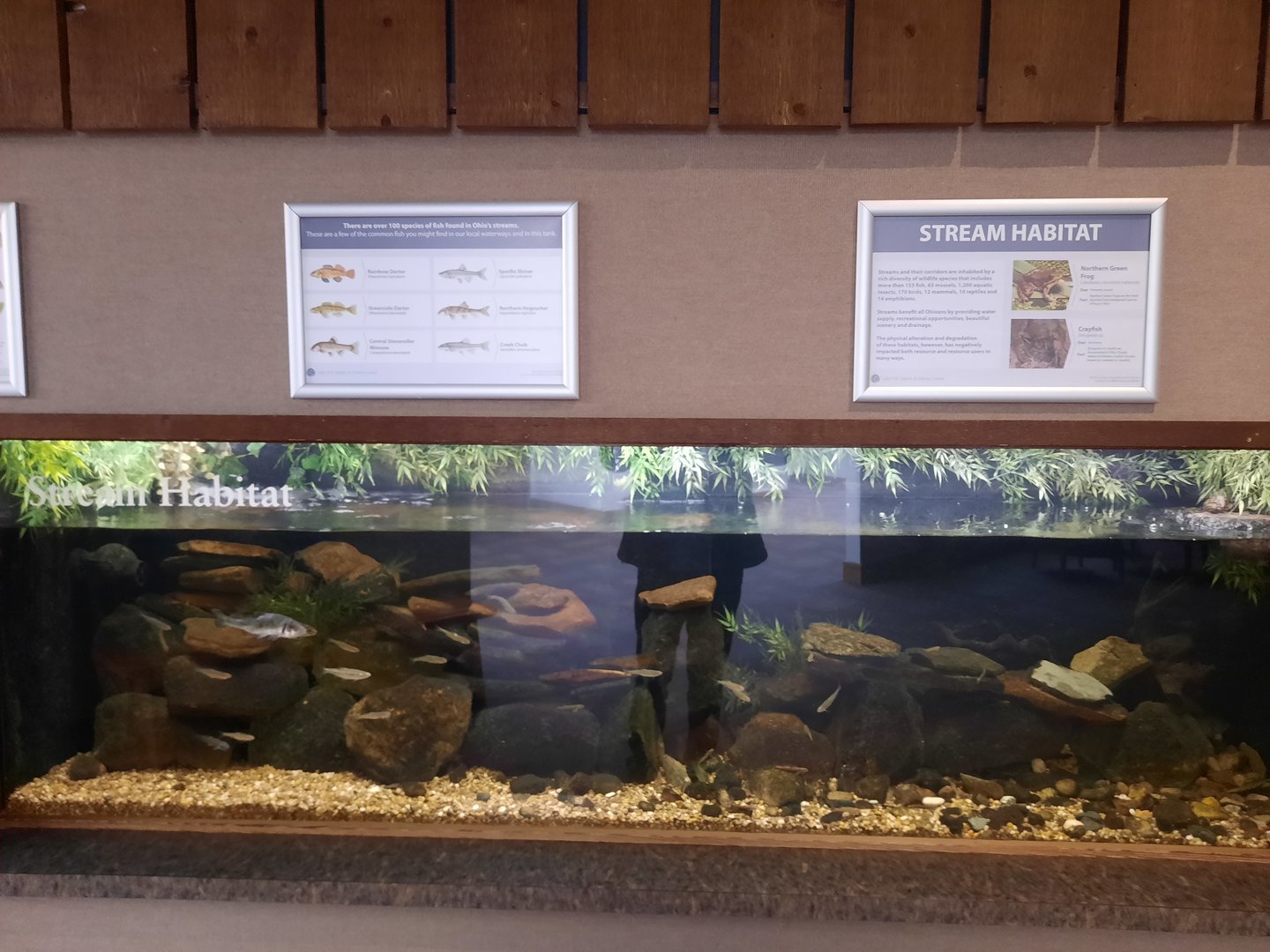 Stream Exhibit