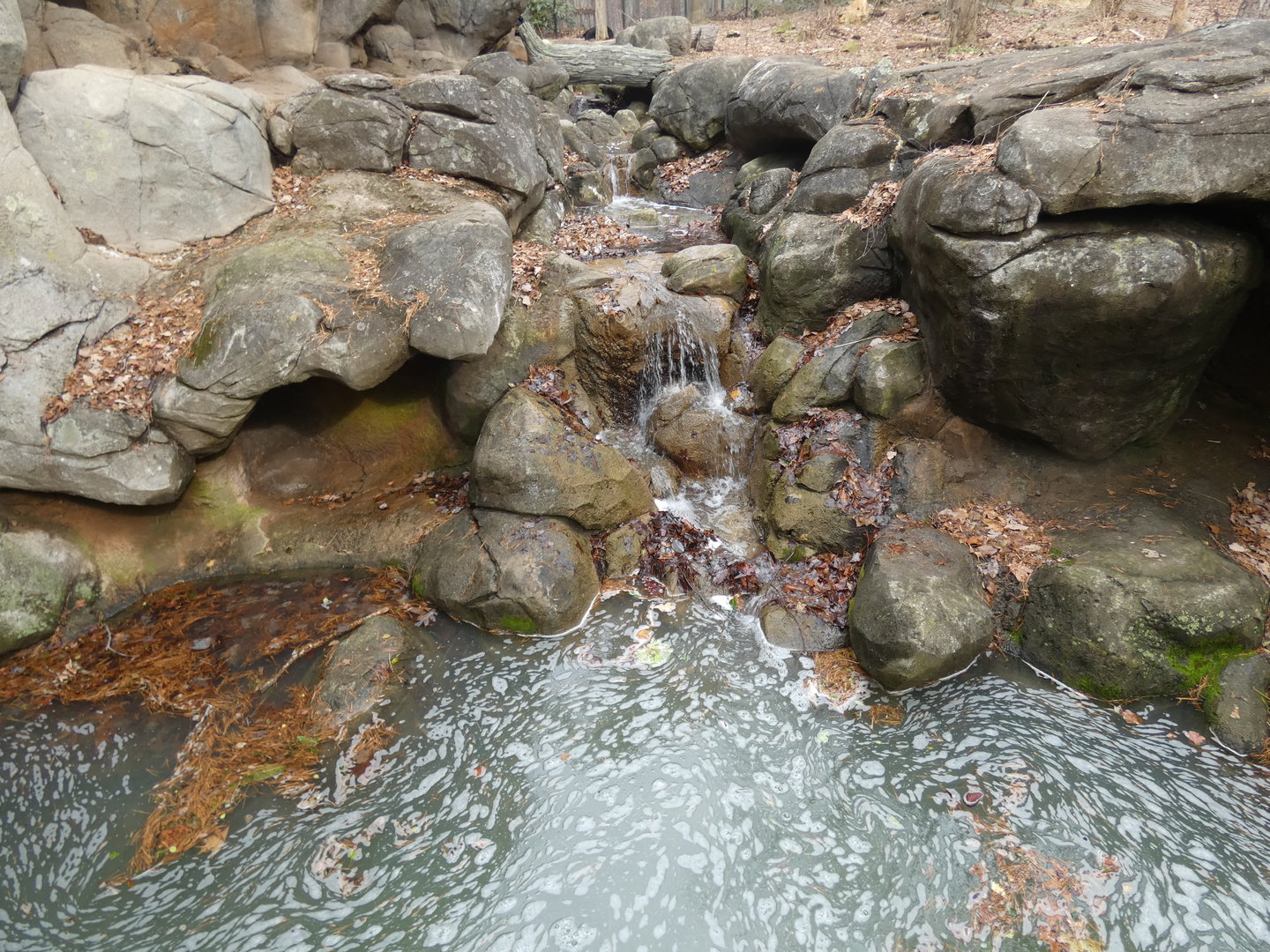 Stream in Black Bear exhibit