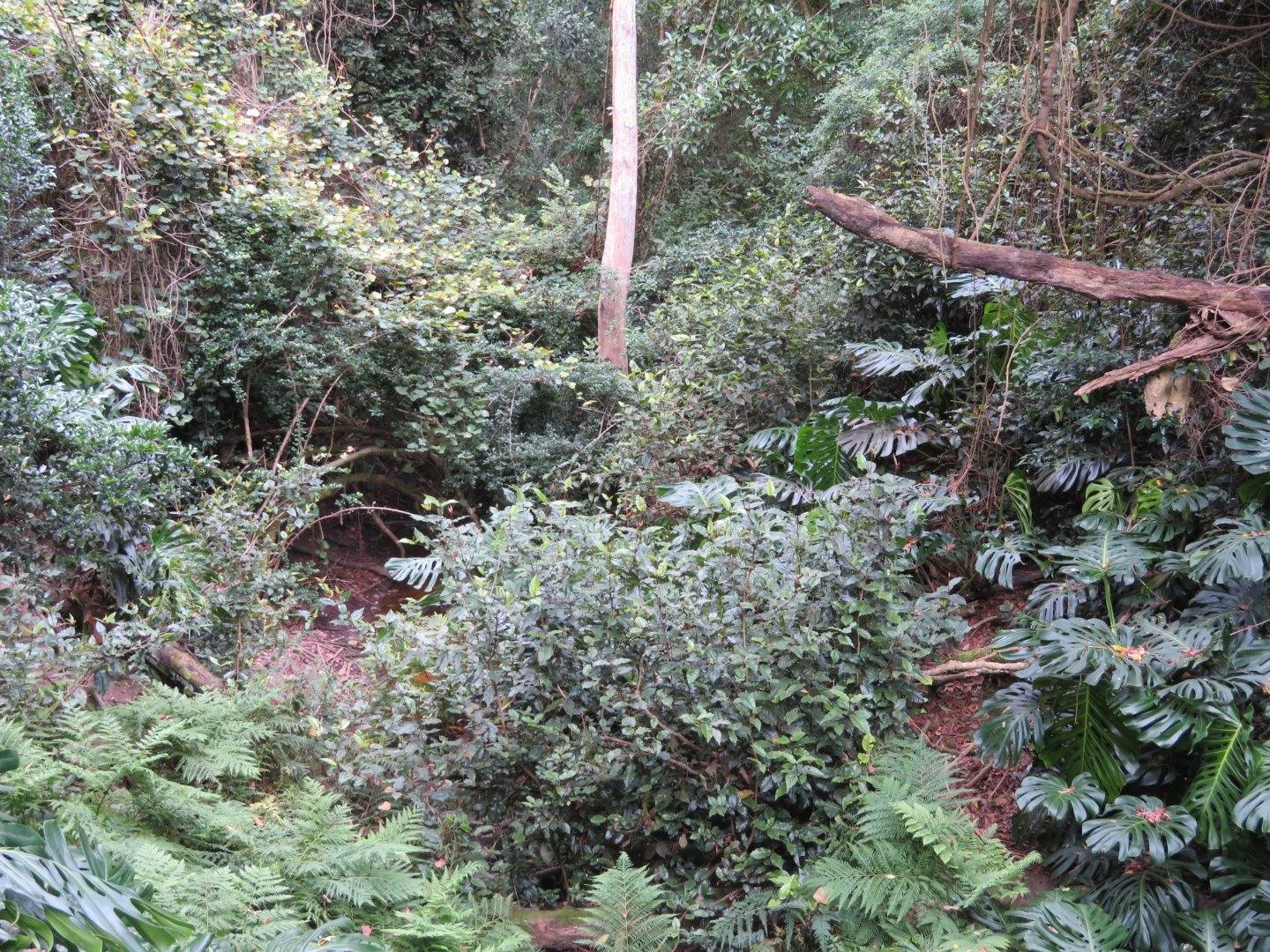 Stream in the Aviary