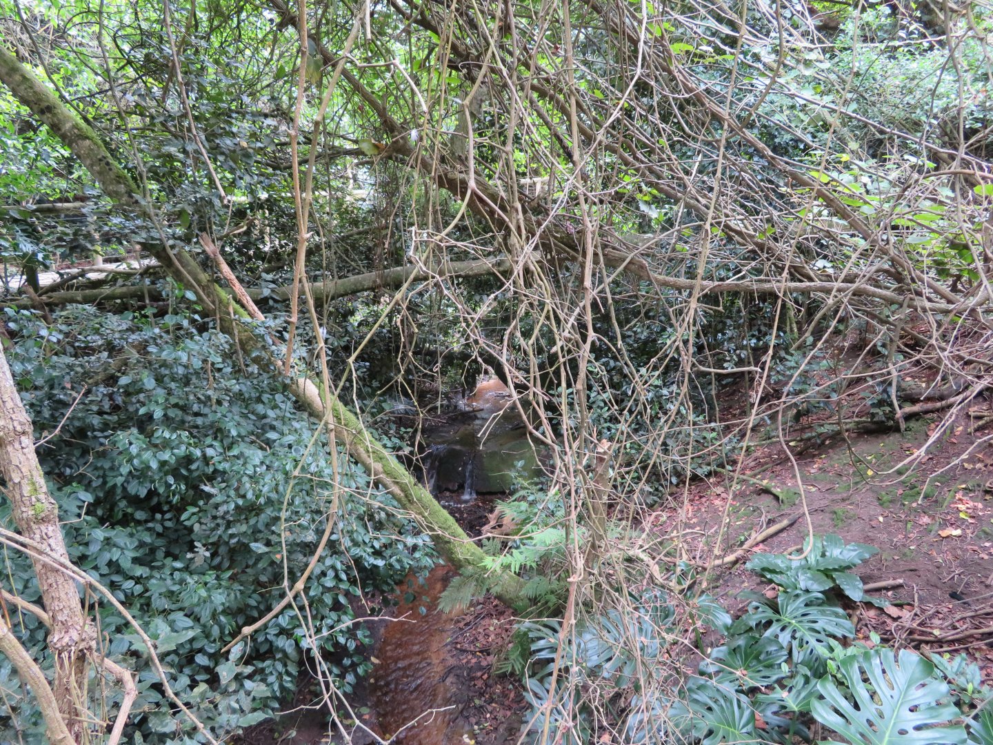 Stream in the Aviary