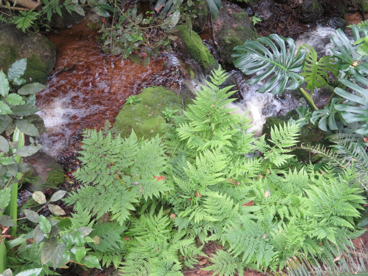 Stream in the Aviary