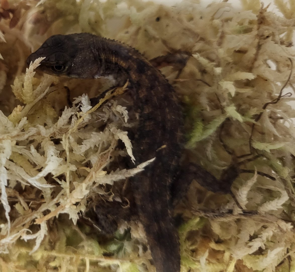 Stream lizard - Potamites species ( Peru )