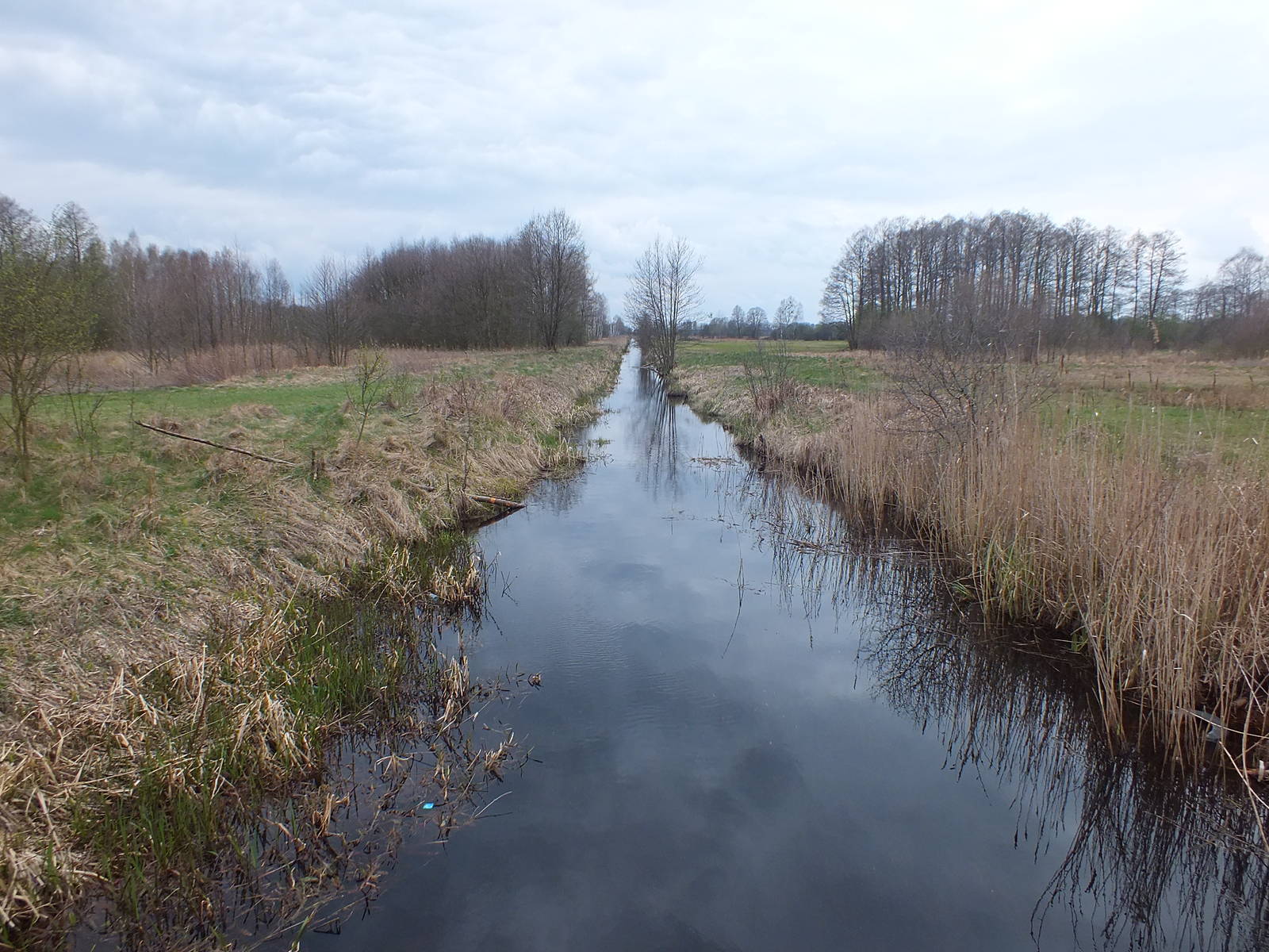 Stream with beavers -  Kampinos National Park