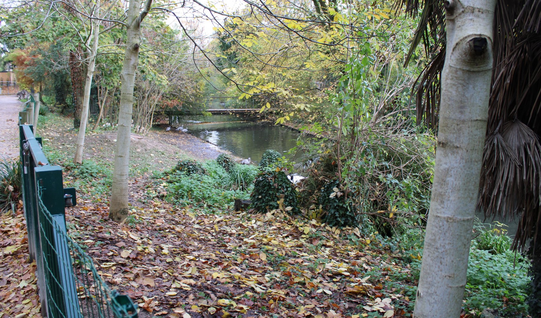 Stream with Waterfowl - Pelican enclosure