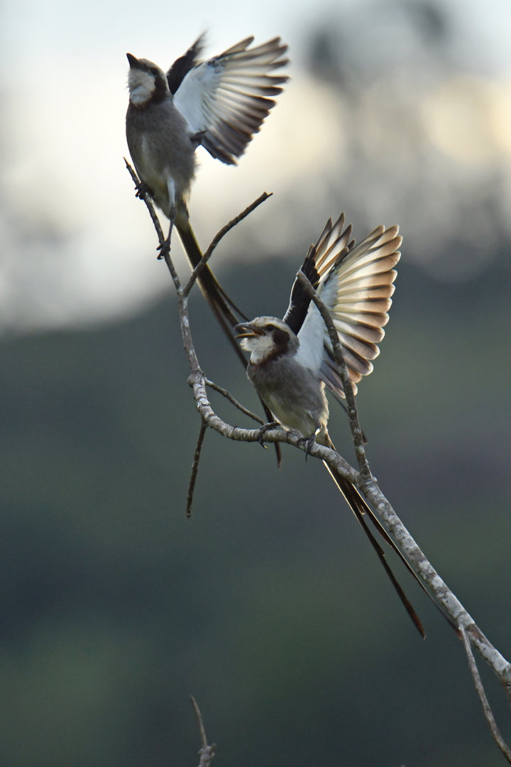 Streamer-tailed Tyrant Gubernetes yetapa
