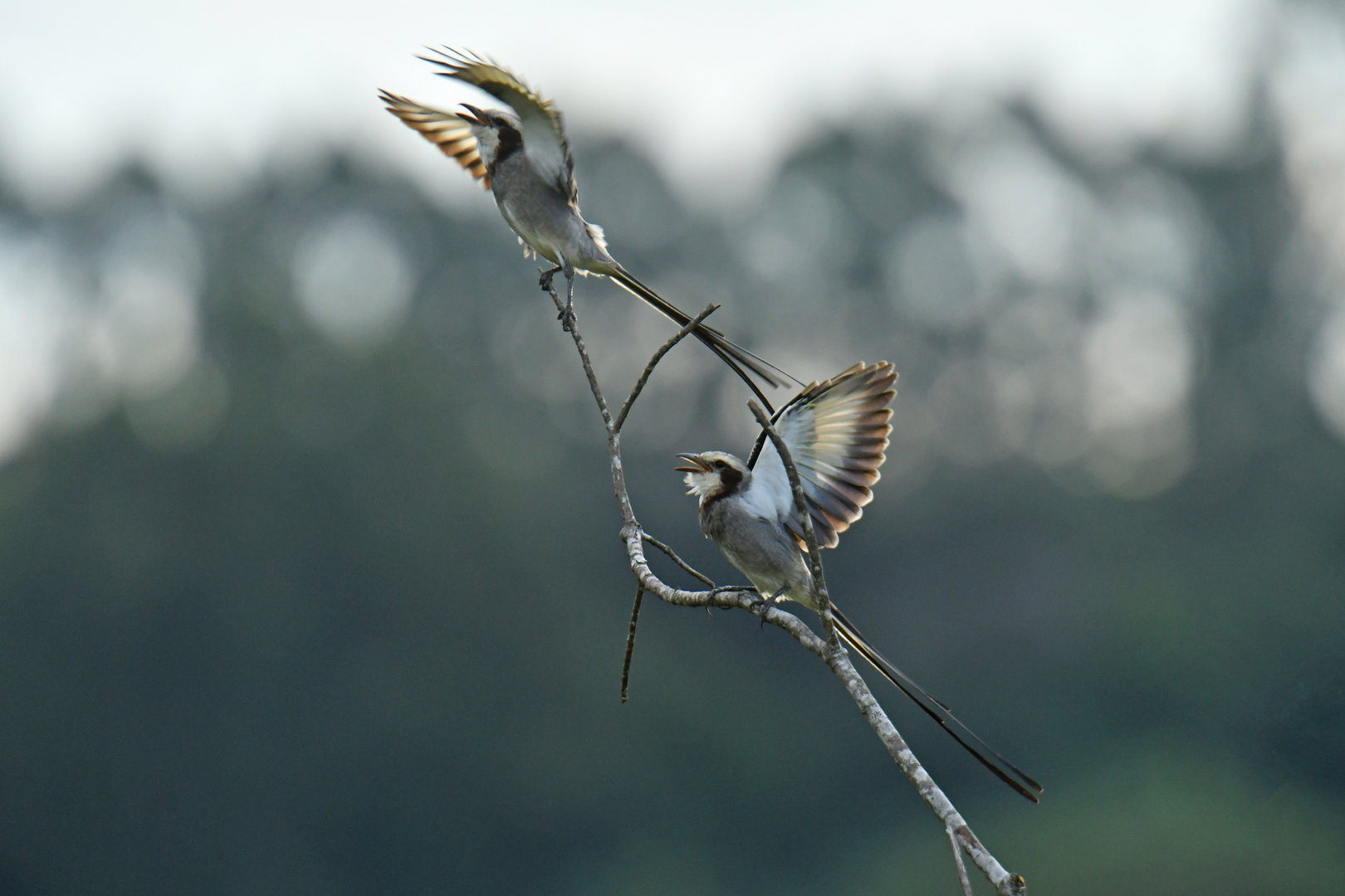Streamer-tailed Tyrant Gubernetes yetapa