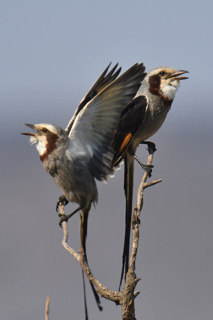 Streamer-tailed Tyrant Gubernetes yetapa