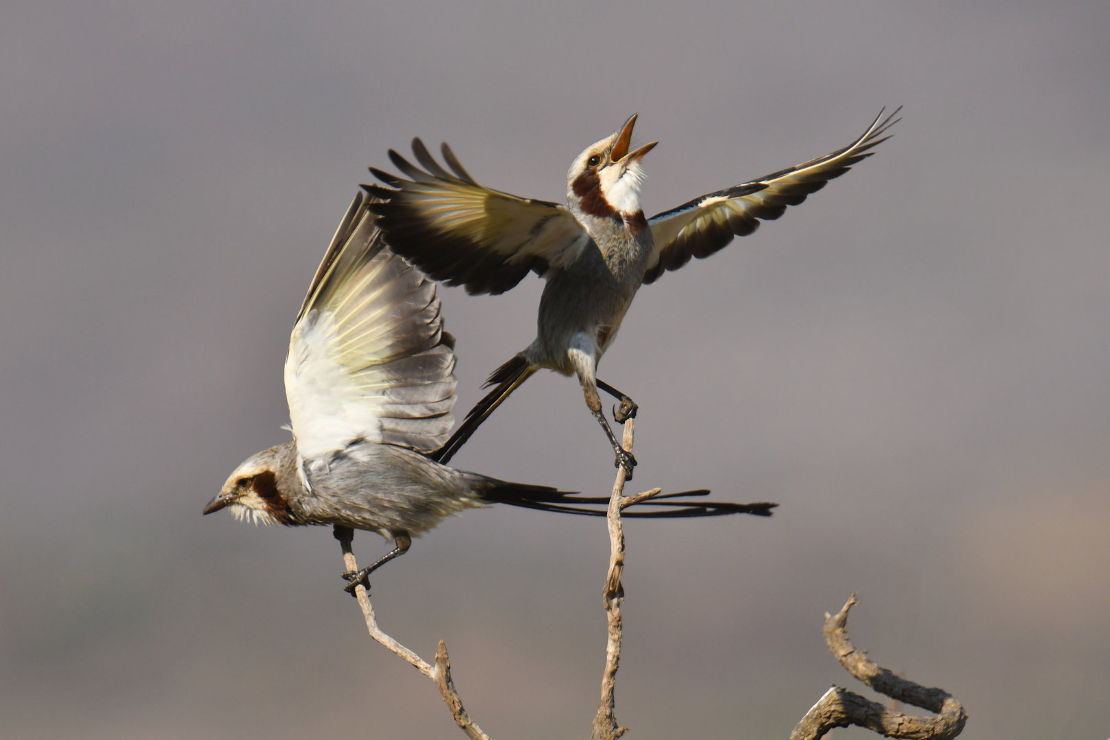 Streamer-tailed Tyrant Gubernetes yetapa